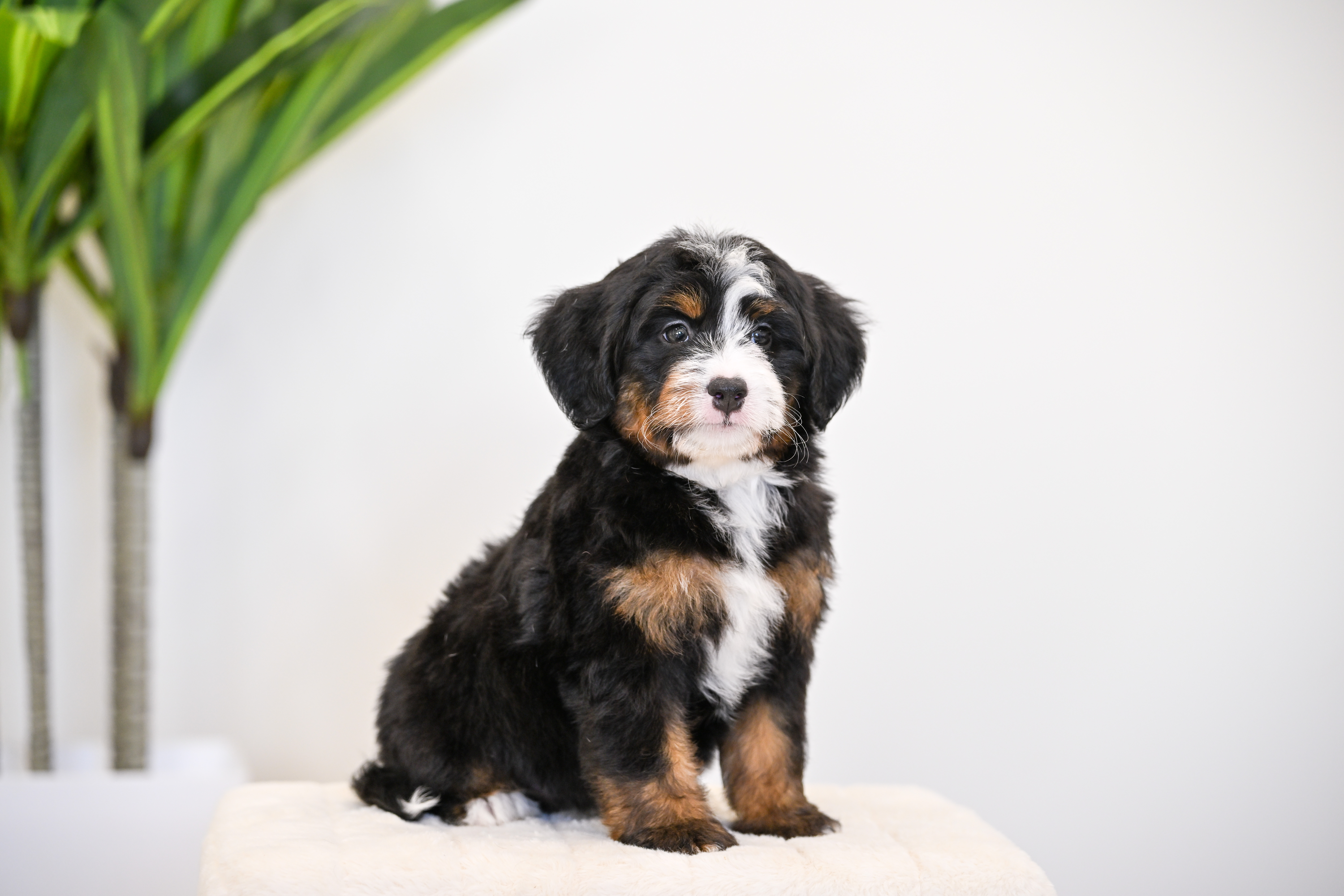 Goldie, Tri Colored, girl, Mini Bernedoodle, puppy at Down Home Doodle