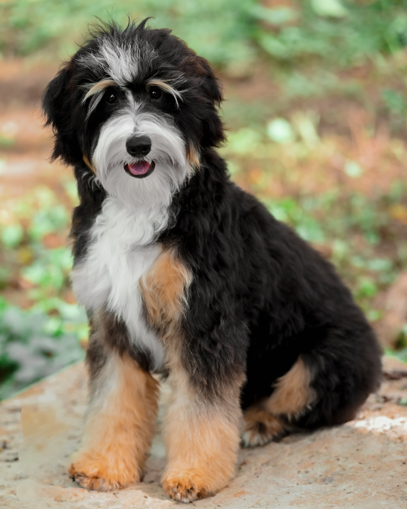 Bindi, photo 12