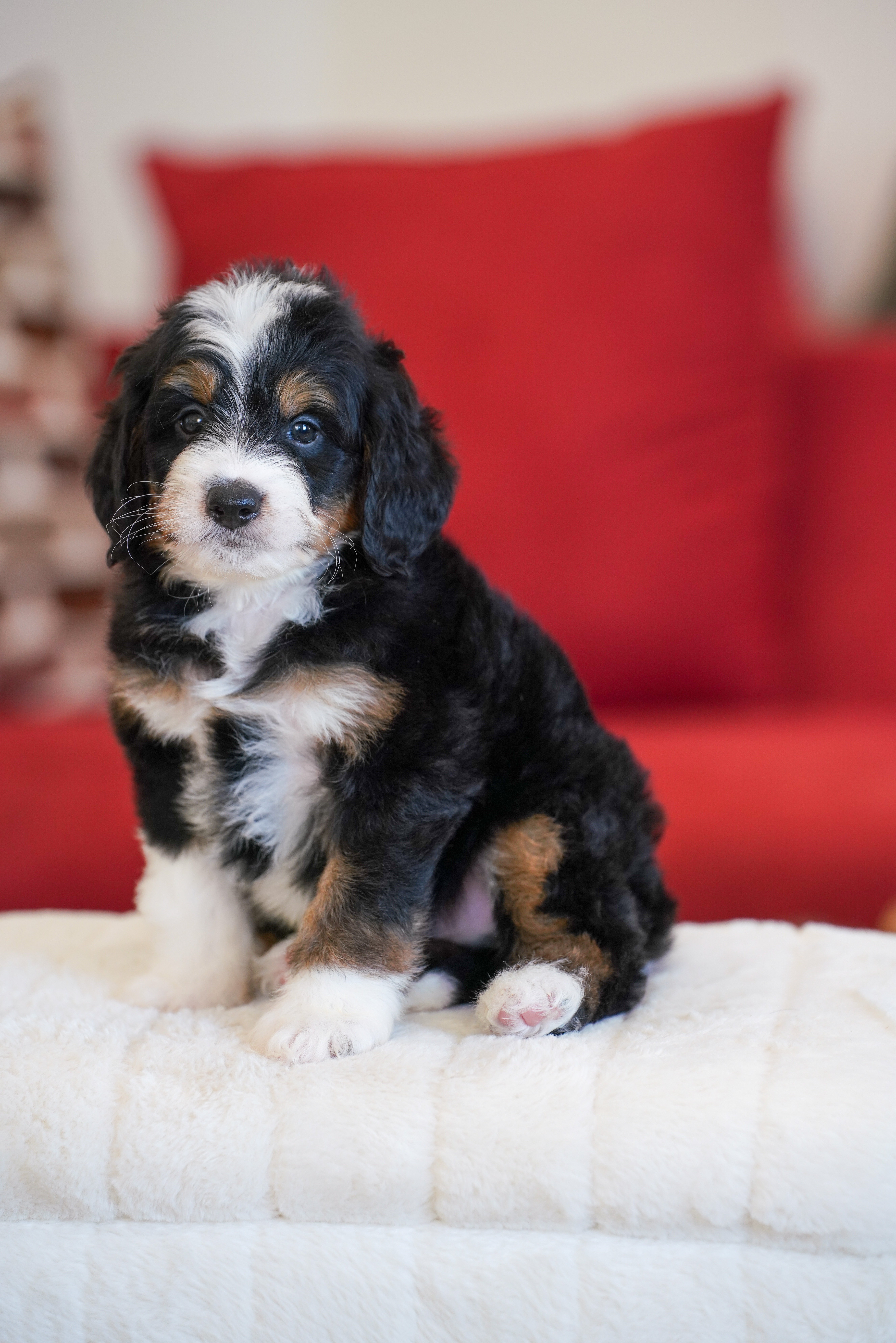 Harris, Tri Colored, boy, Mini Bernedoodle, puppy at Down Home Doodle