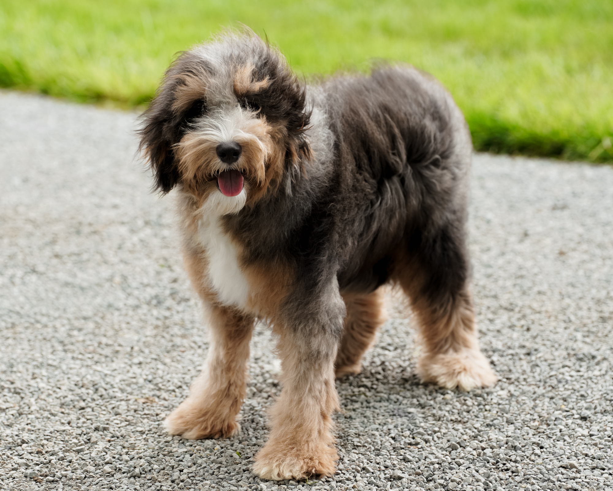 Tesla, Blue Merle Tri Mini Bernedoodle mom at Down Home Doodle