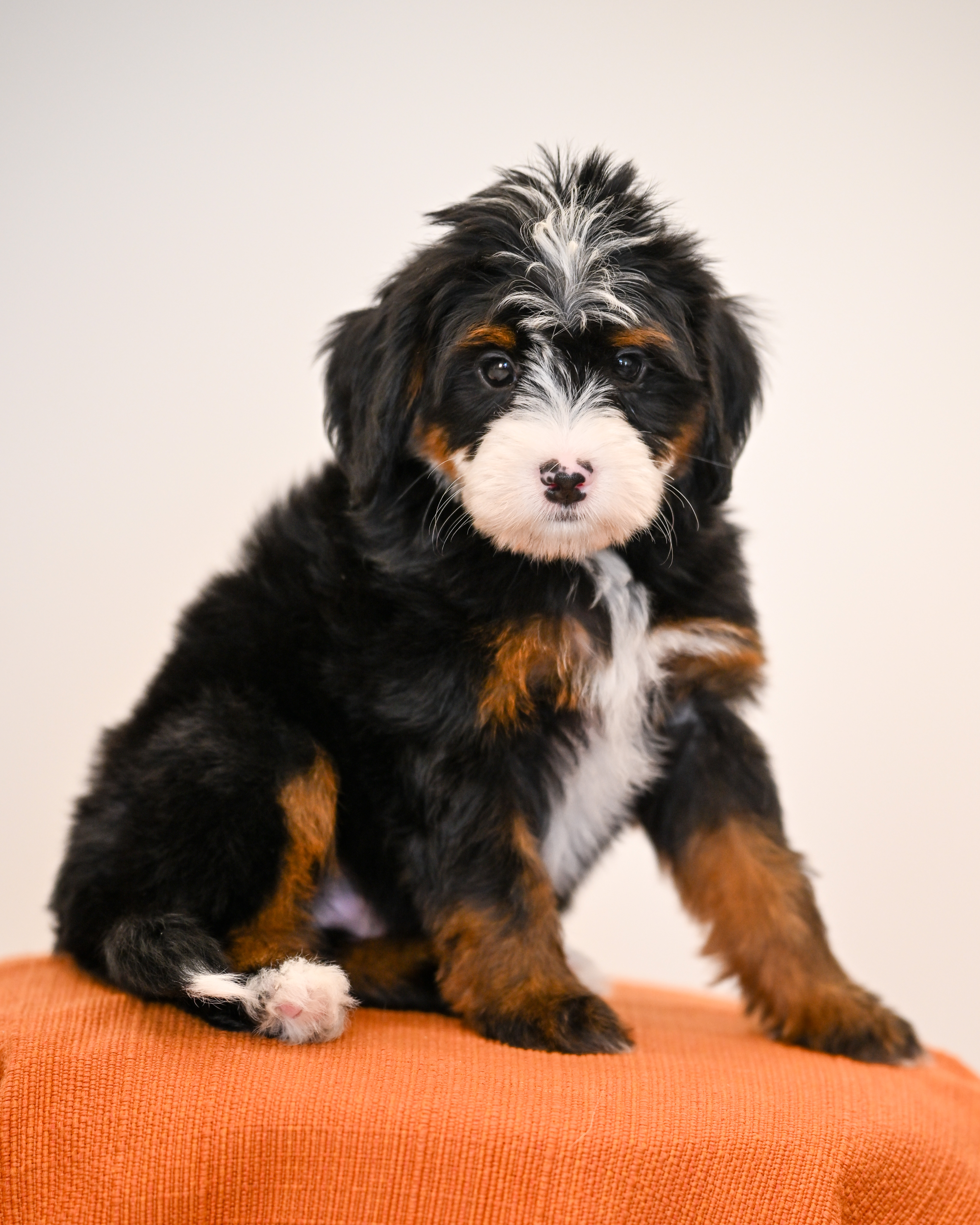 Laurel, Tri Colored, girl, Mini Bernedoodle, puppy at Down Home Doodle