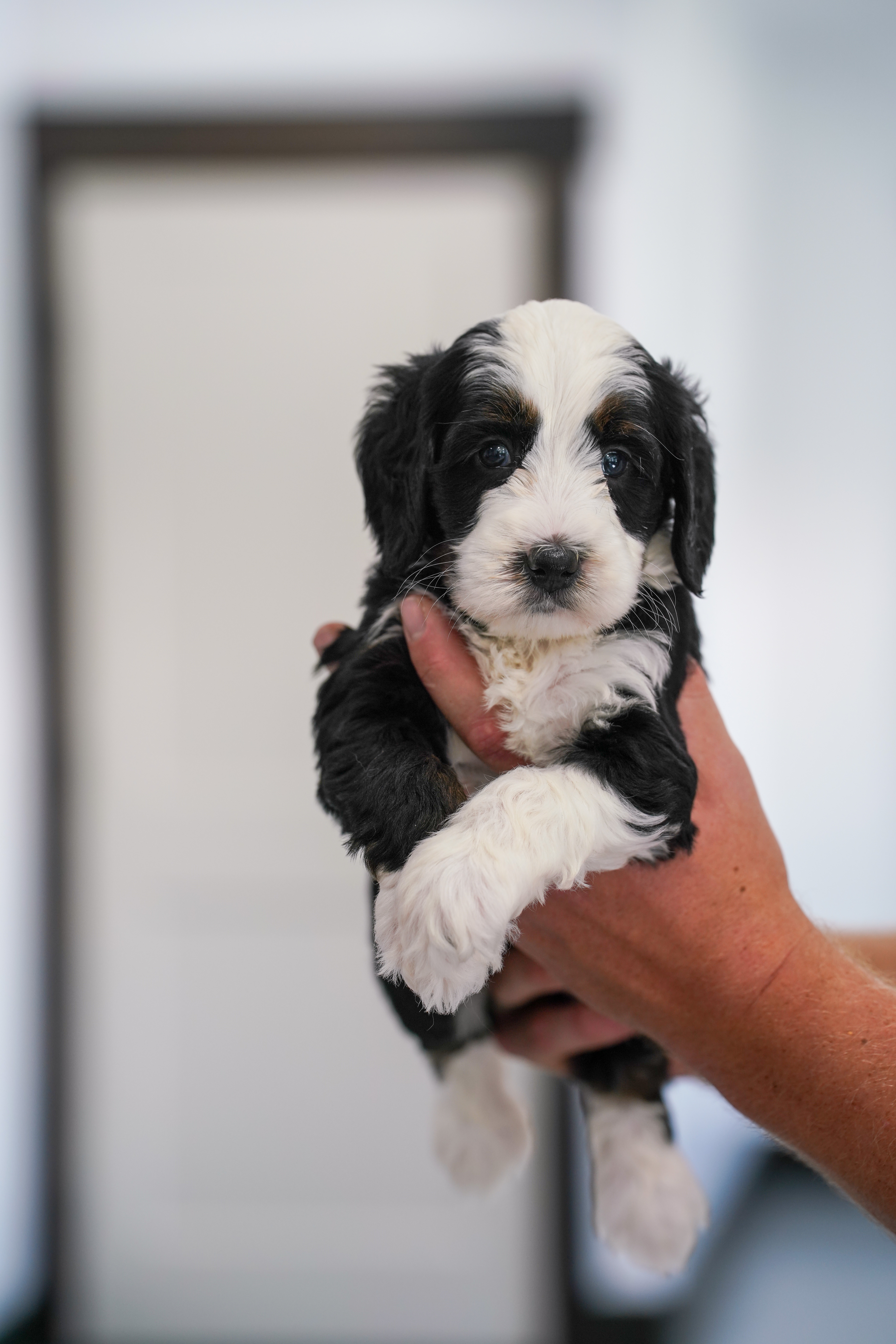 Custard, Tri Colored, boy, Mini Bernedoodle, puppy at Down Home Doodle