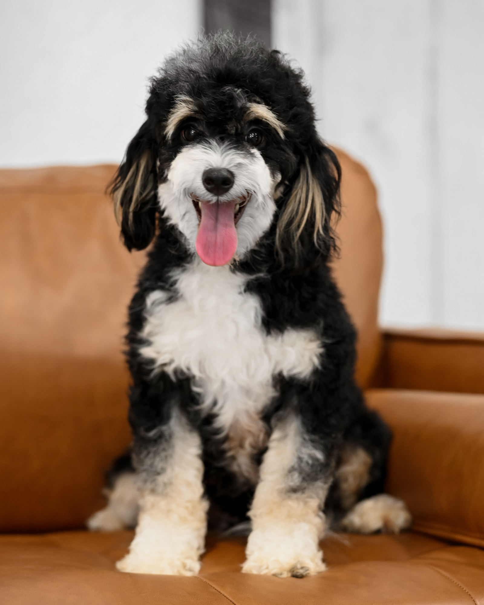 Our exceptionally petite 11-pound Black Tri Micro Bernedoodle mom with a silky, wavy coat and an affectionate, snuggly personality.