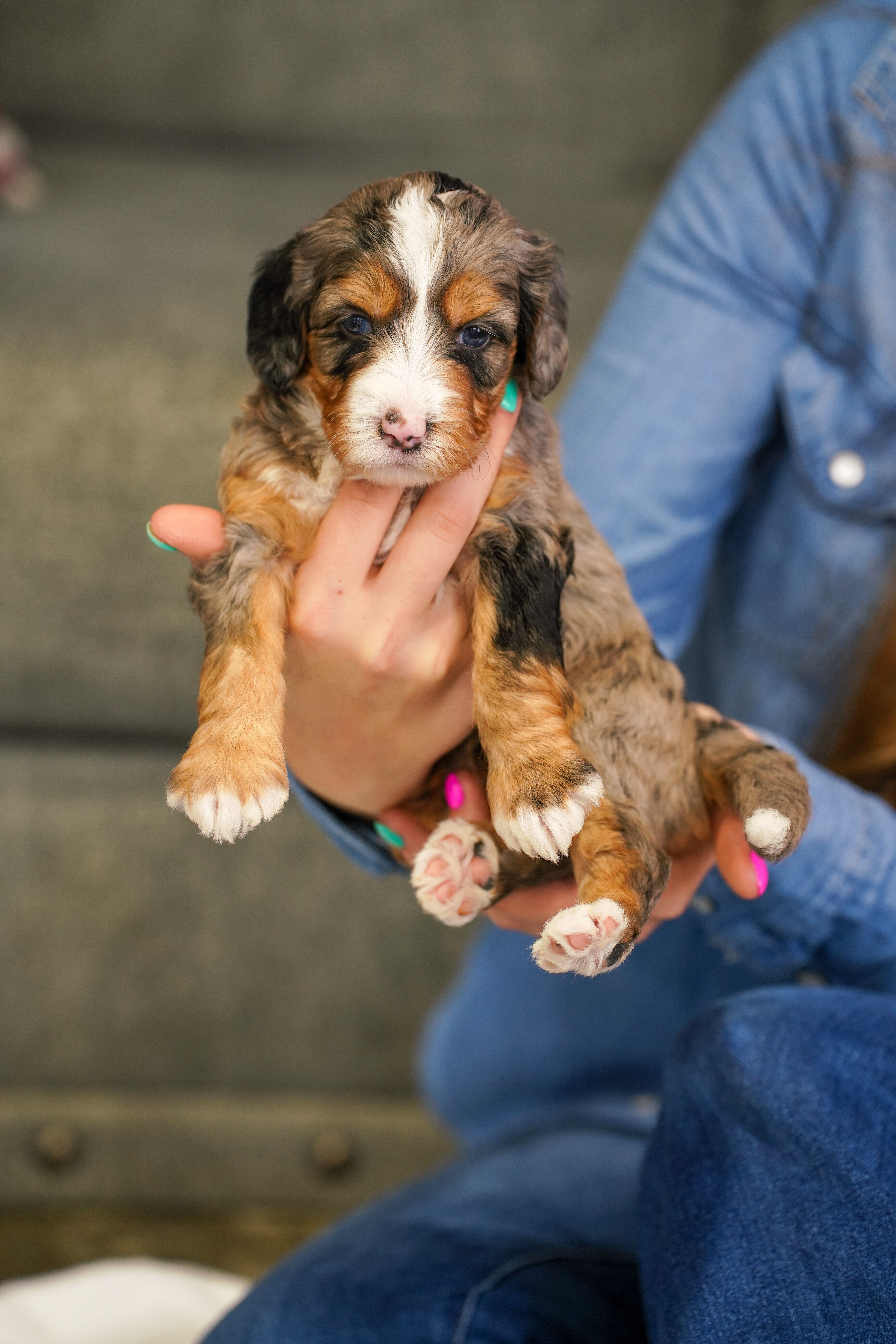 Pumpkin, Merle Tri Colored, girl, Mini Bernedoodle, puppy at Down Home Doodle