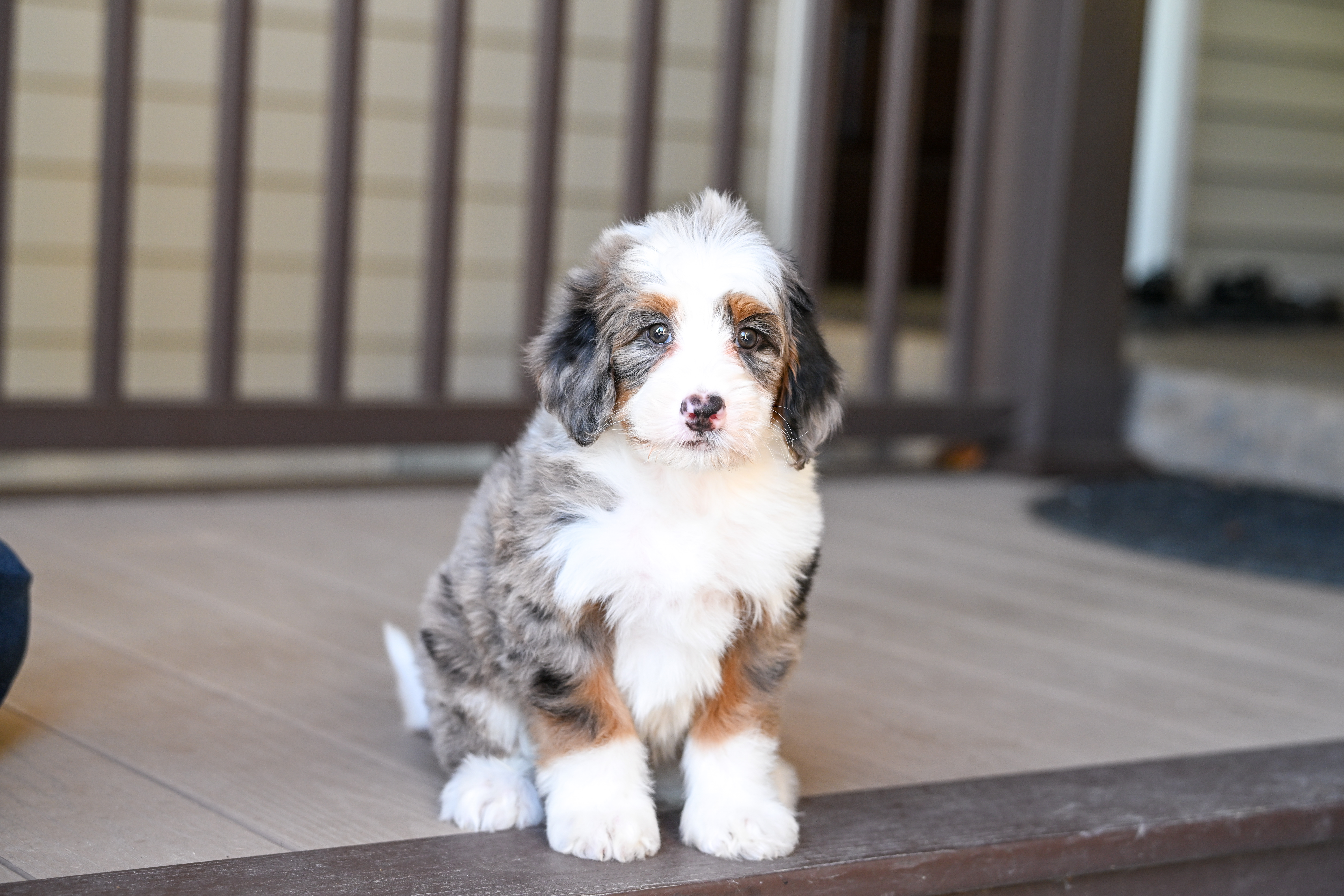 Bernie, Merle Tri Colored, boy, Mini Bernedoodle, puppy at Down Home Doodle