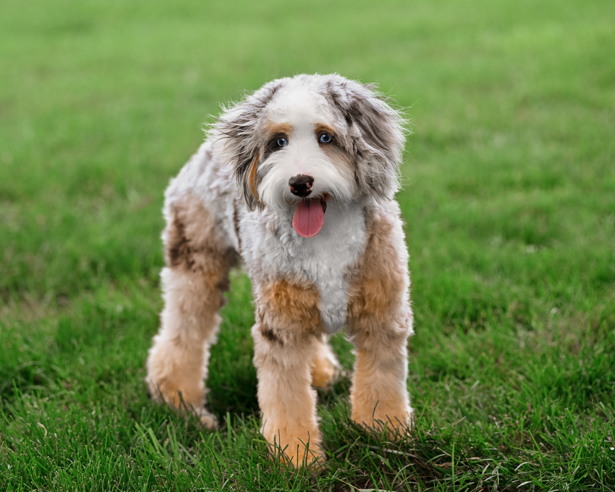 Darcy, photo 9