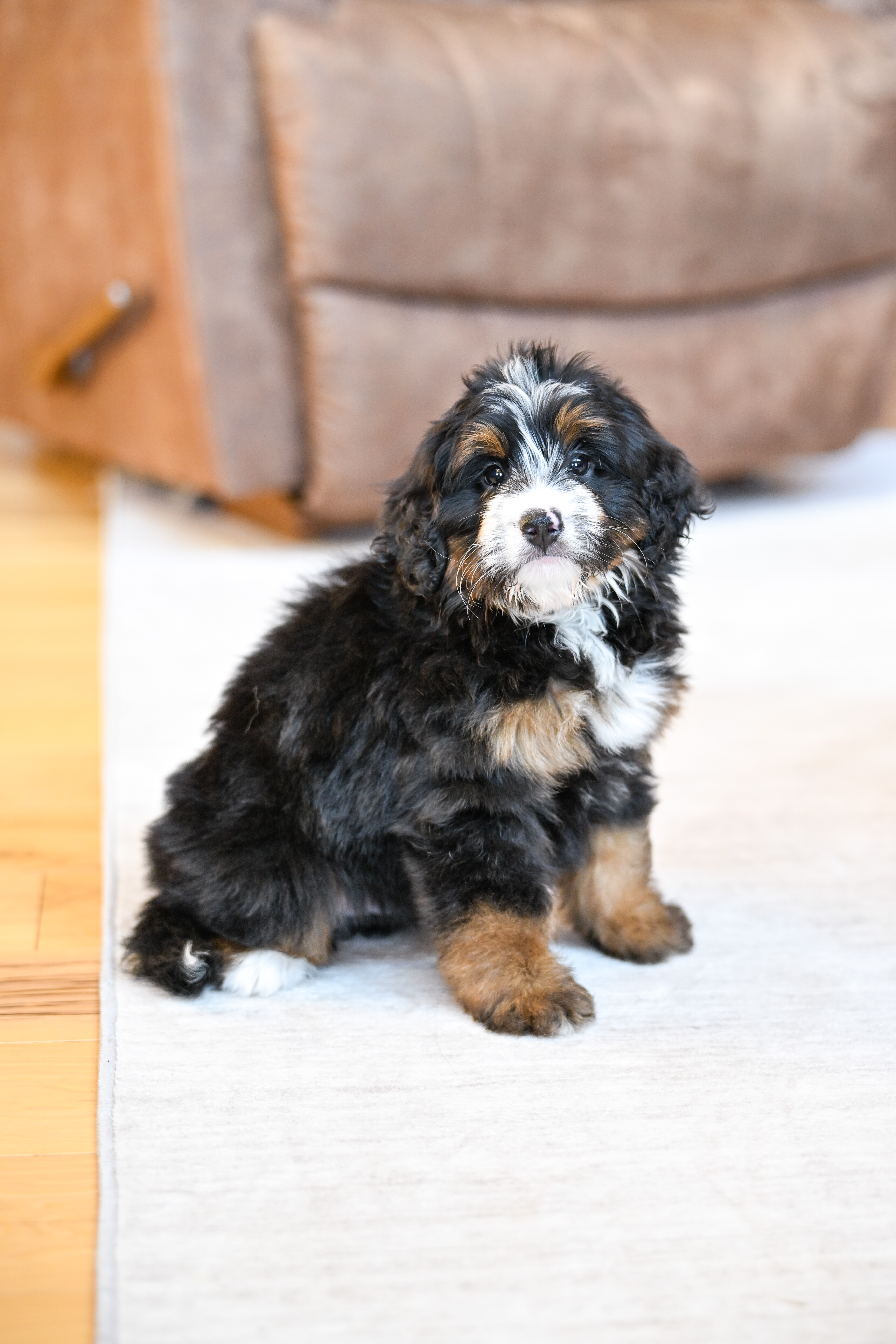 Flynn, Tri Colored, boy, Mini Bernedoodle, puppy at Down Home Doodle