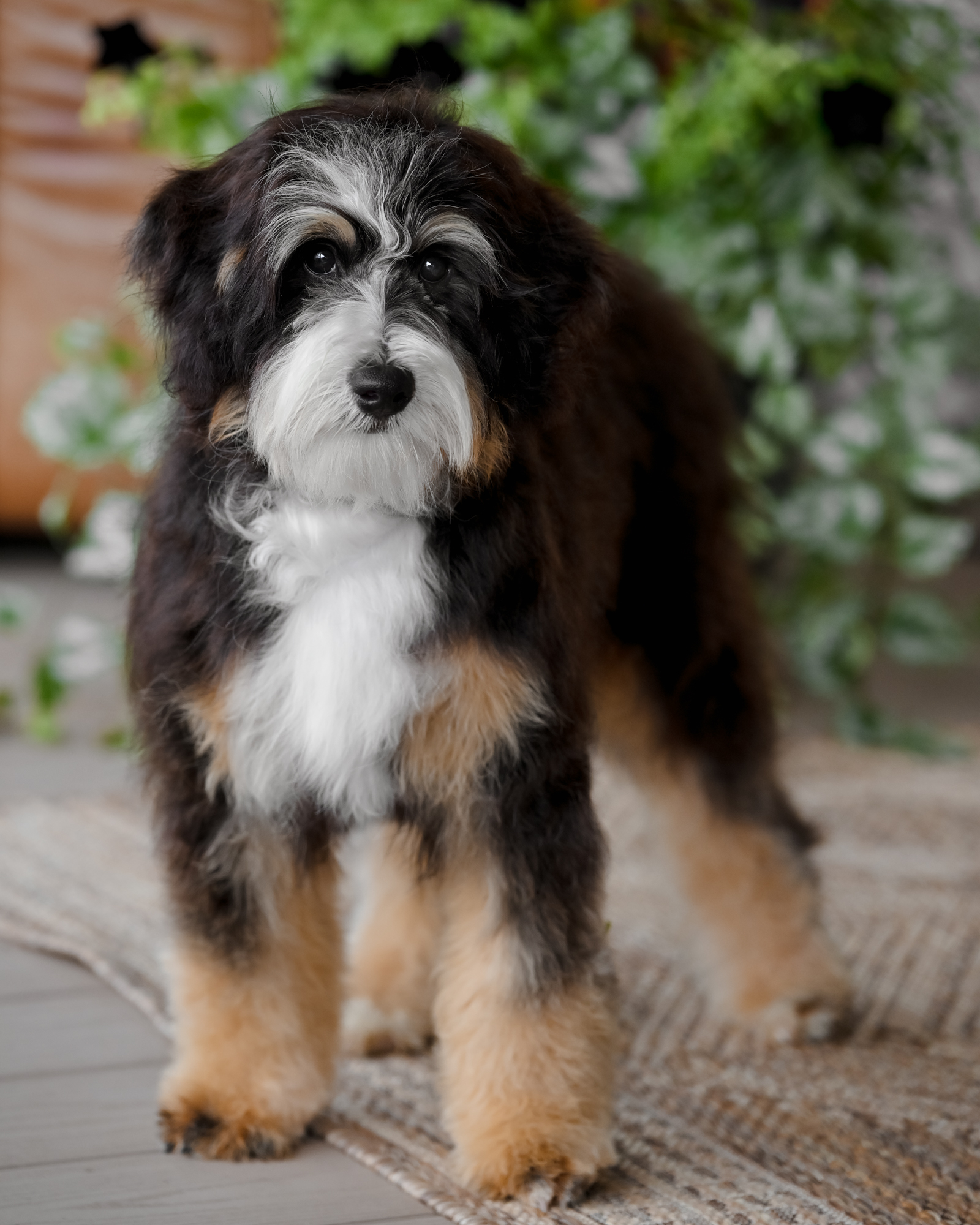 Black Tri Bernedoodle mom, 25 lbs