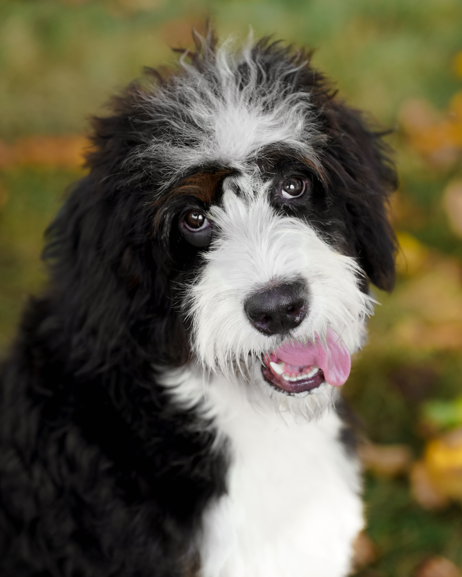 Our graceful 70-pound tri-colored Standard Bernedoodle mom with a balanced temperament, formal training, and a gentle, well-mannered nature.