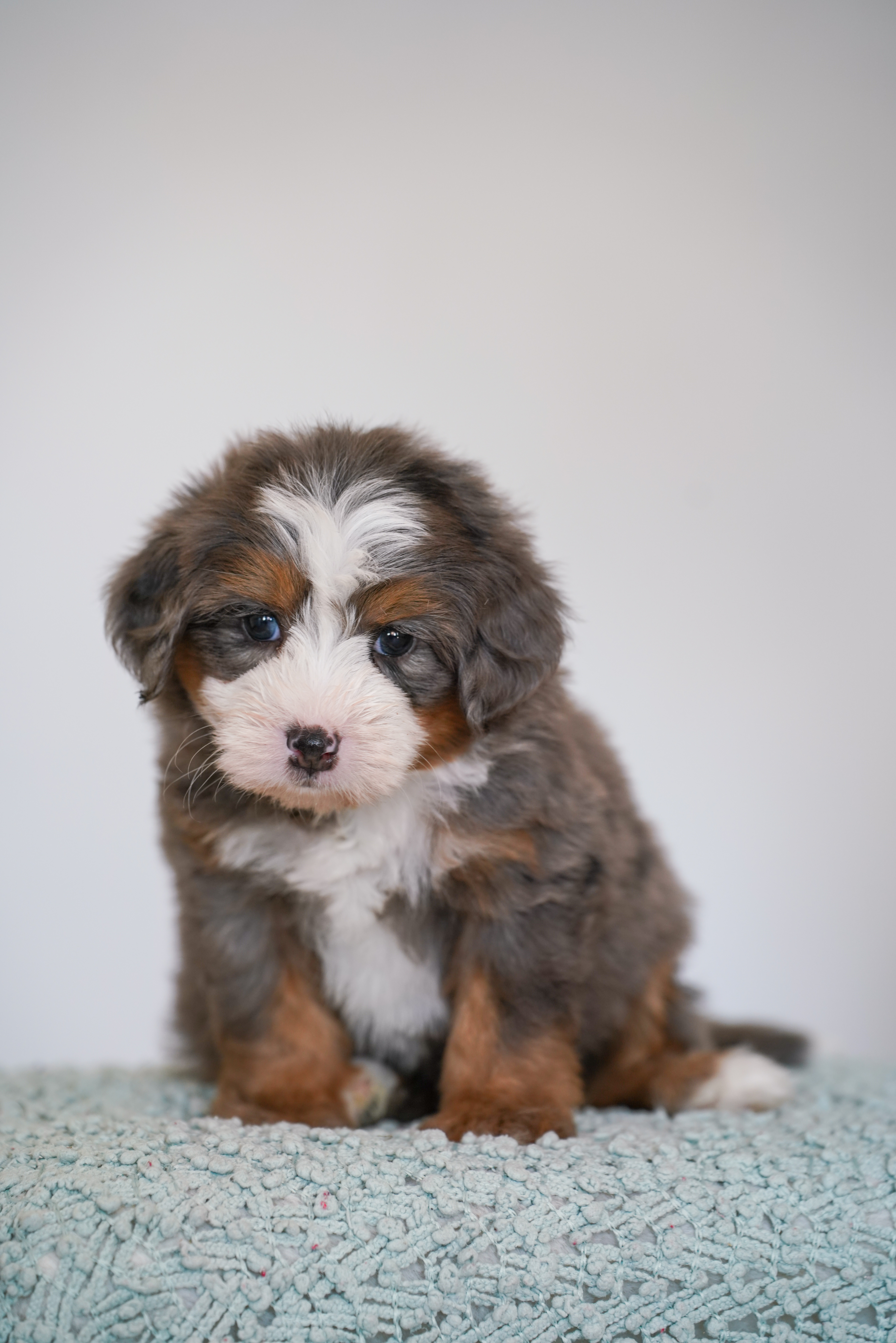 Melrose, Merle Tri Colored, boy, Mini Bernedoodle, puppy at Down Home Doodle