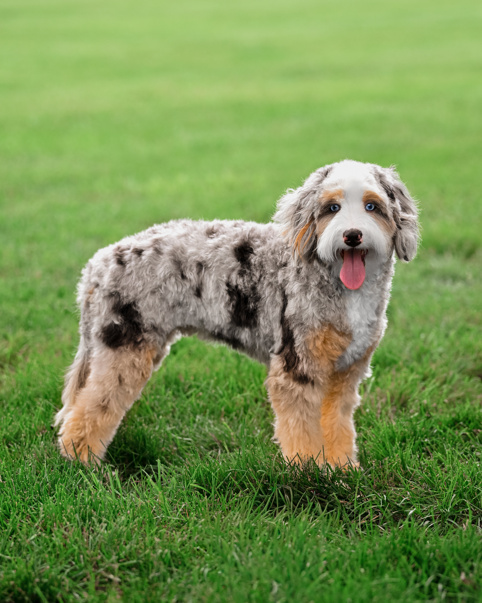 Darcy, photo 8