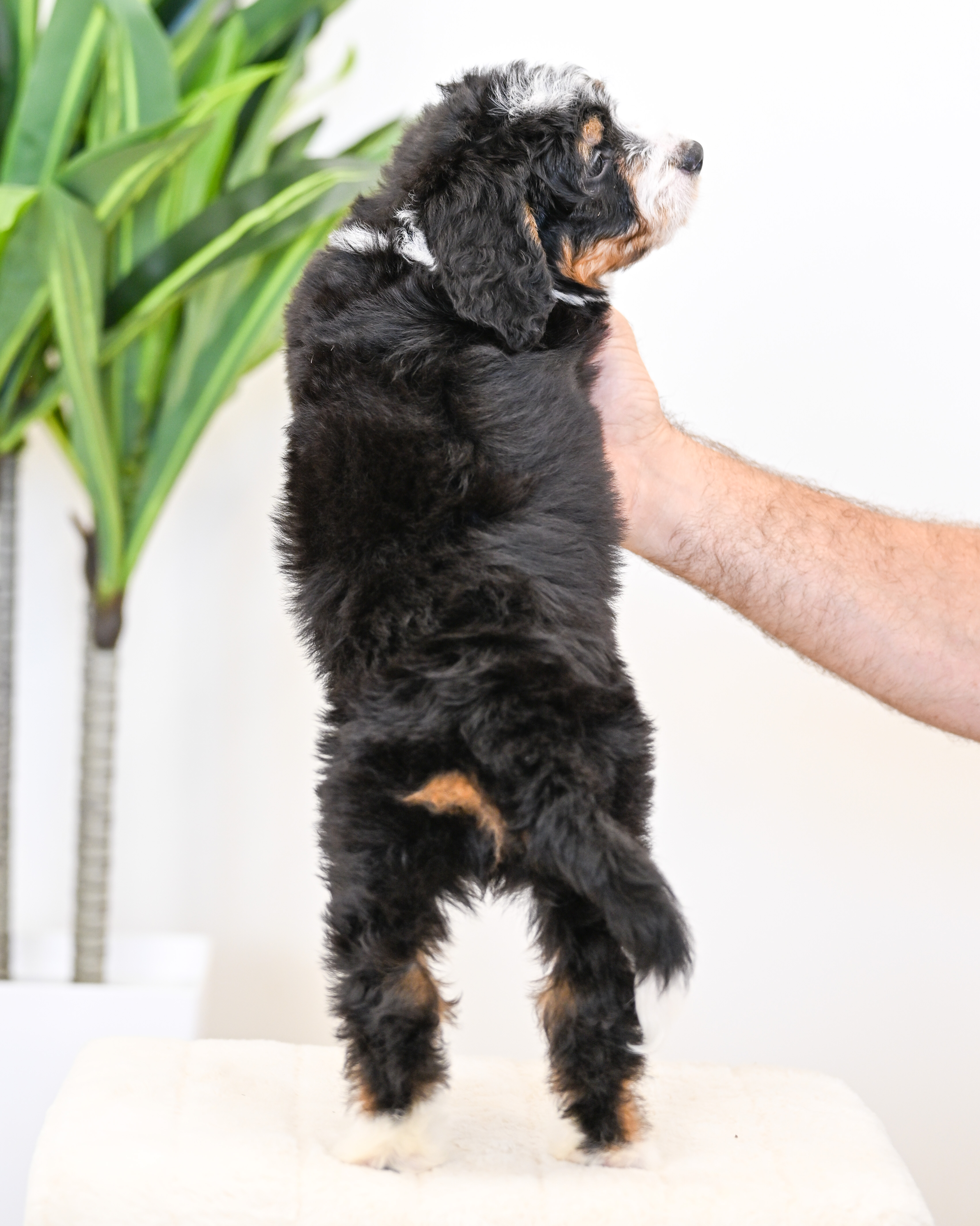 Taki, Tri Colored, girl, Mini Bernedoodle, puppy at Down Home Doodle