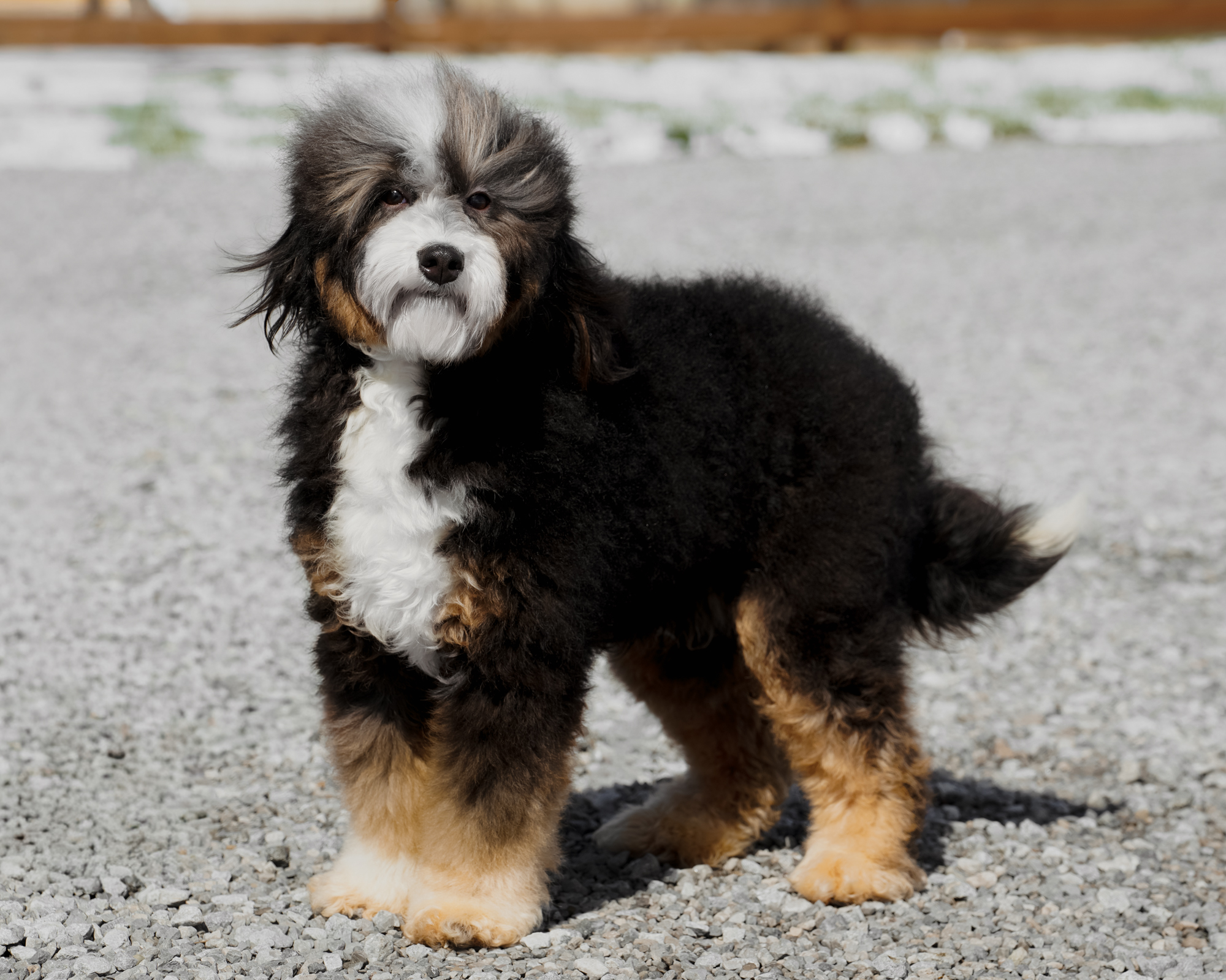 Our darling 25-pound Black Tri Micro Bernedoodle mom with vibrant tan points, a wavy coat, and a cuddly, lap-loving nature.