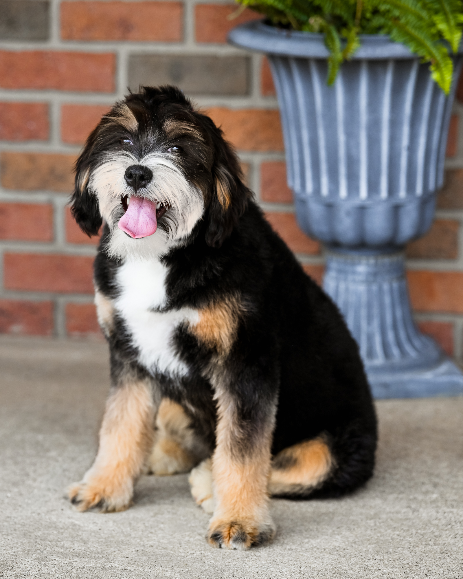 Our darling Mini Bernedoodle mom with a compact, sturdy build and an affectionate, attention-loving personality.
