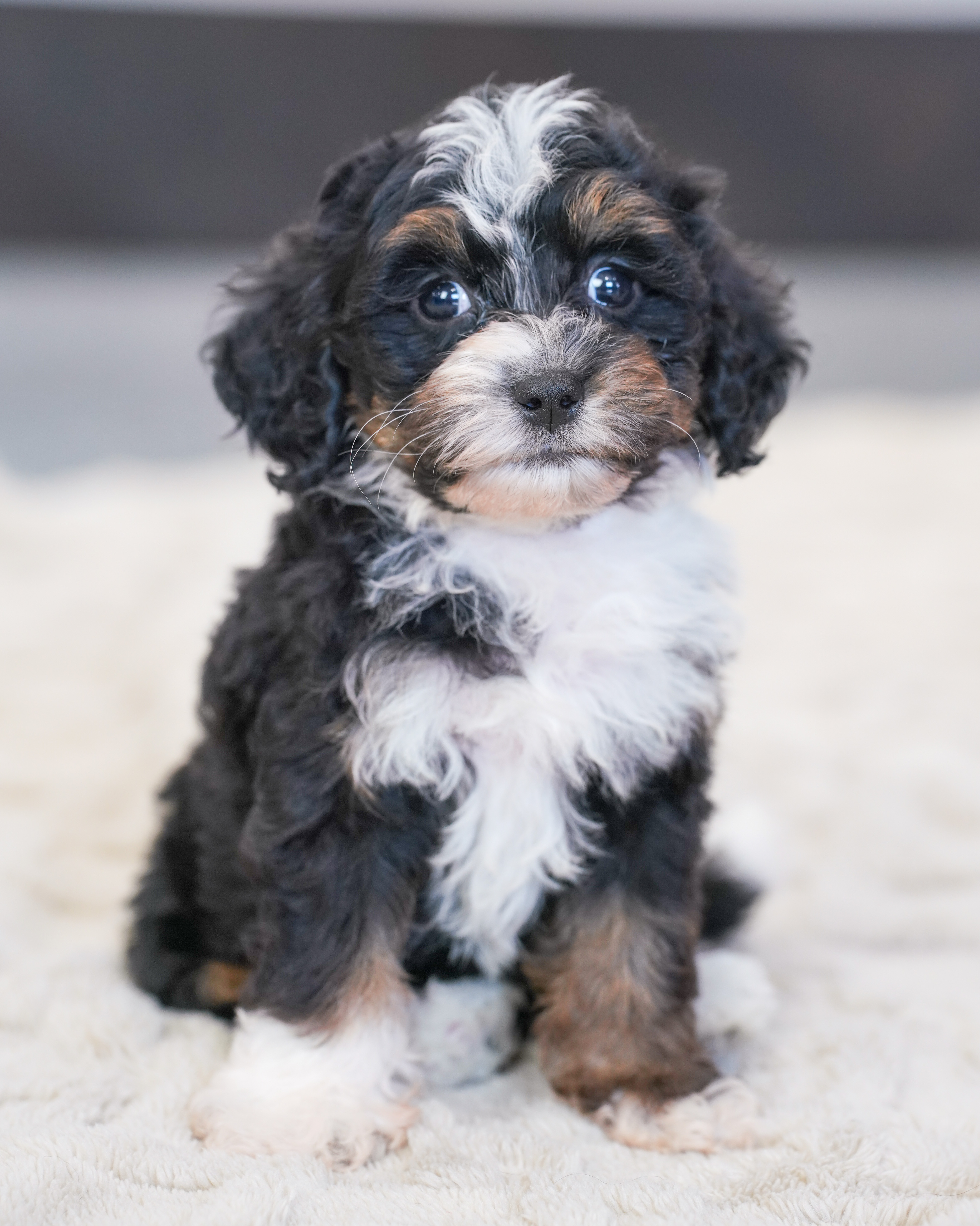 Valentino, Tri Colored, boy, Micro Bernedoodle, puppy at Down Home Doodle