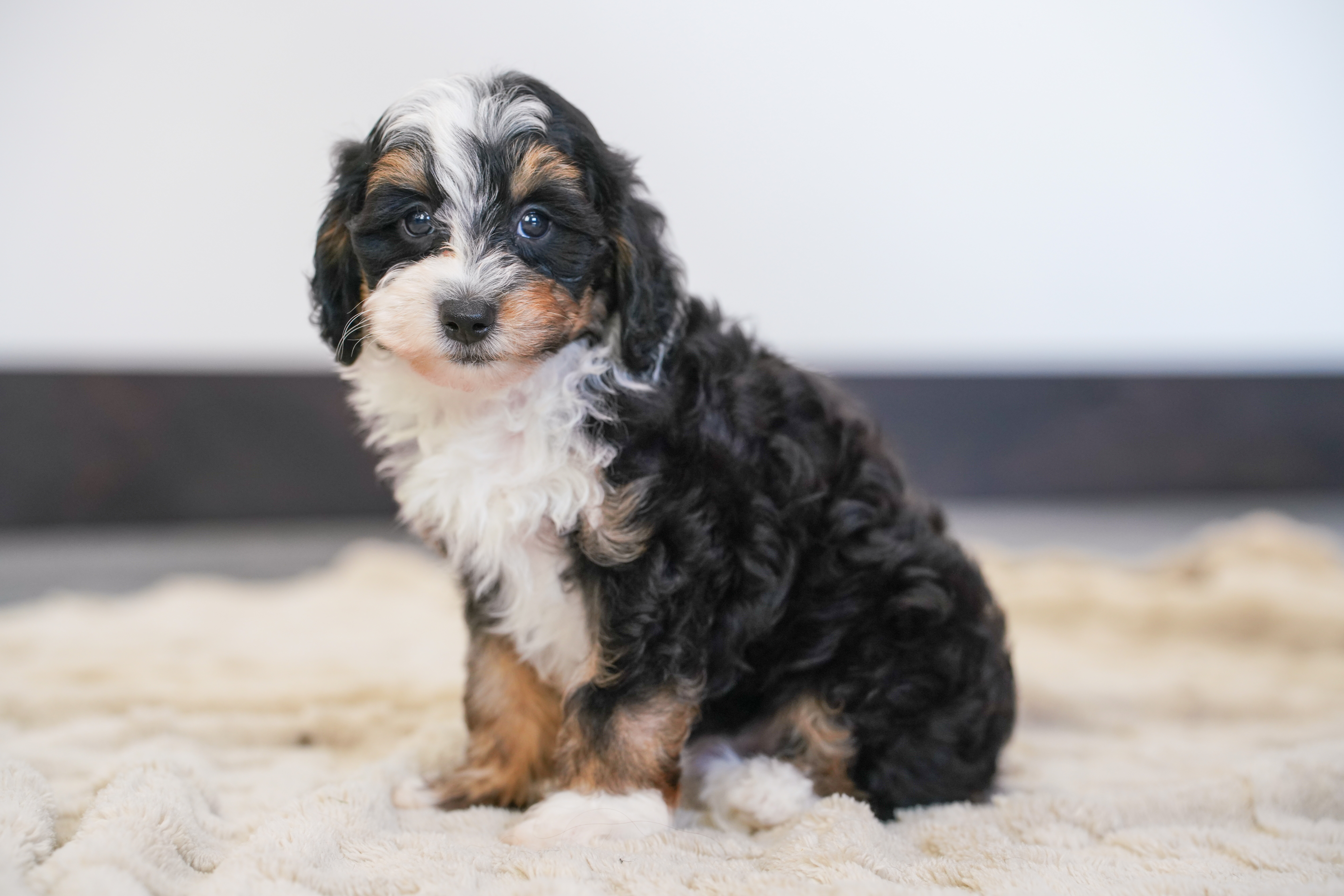 Beau, Tri Colored, boy, Micro Bernedoodle, puppy at Down Home Doodle