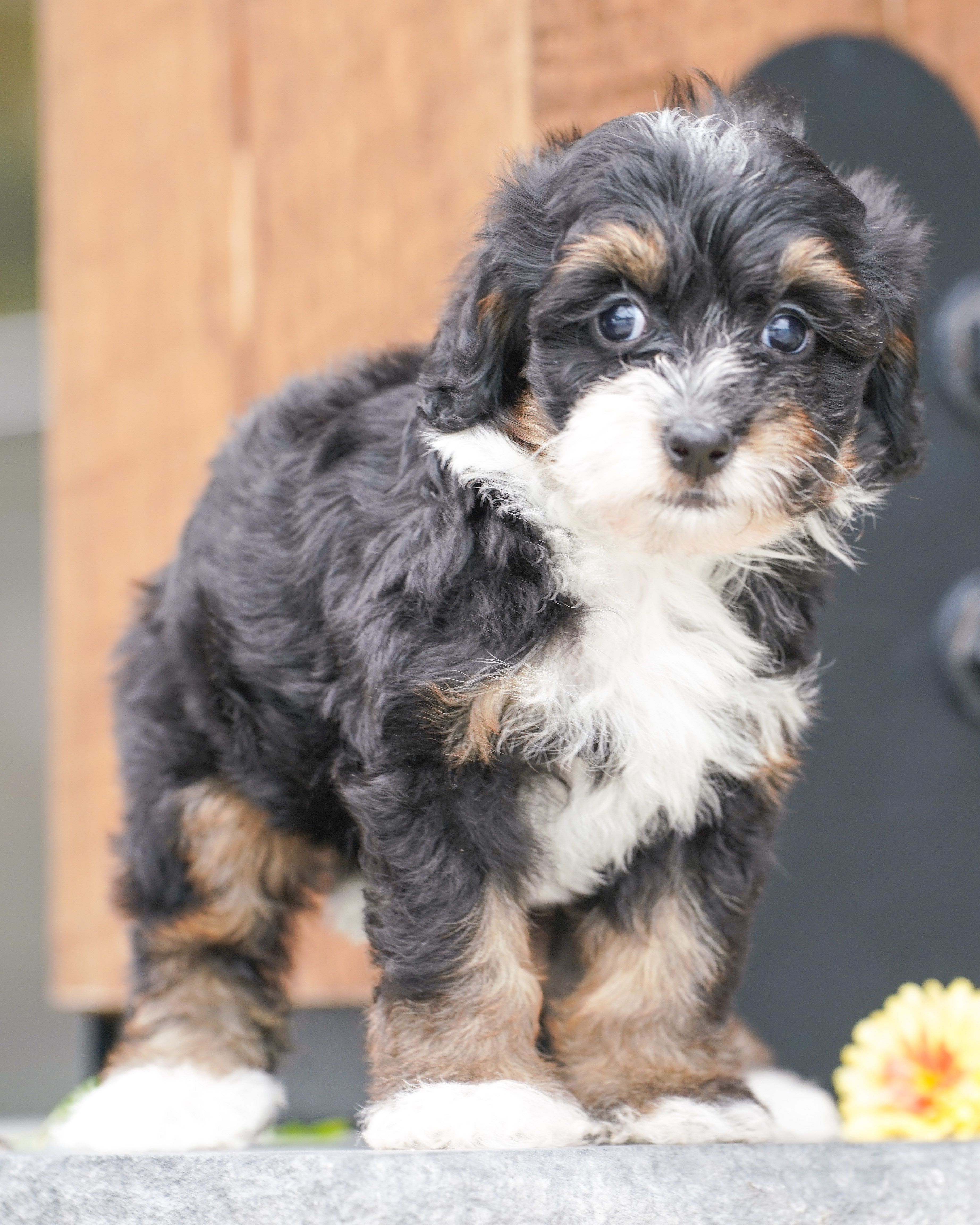 Flora, Tri Colored, girl, Micro Bernedoodle, puppy at Down Home Doodle