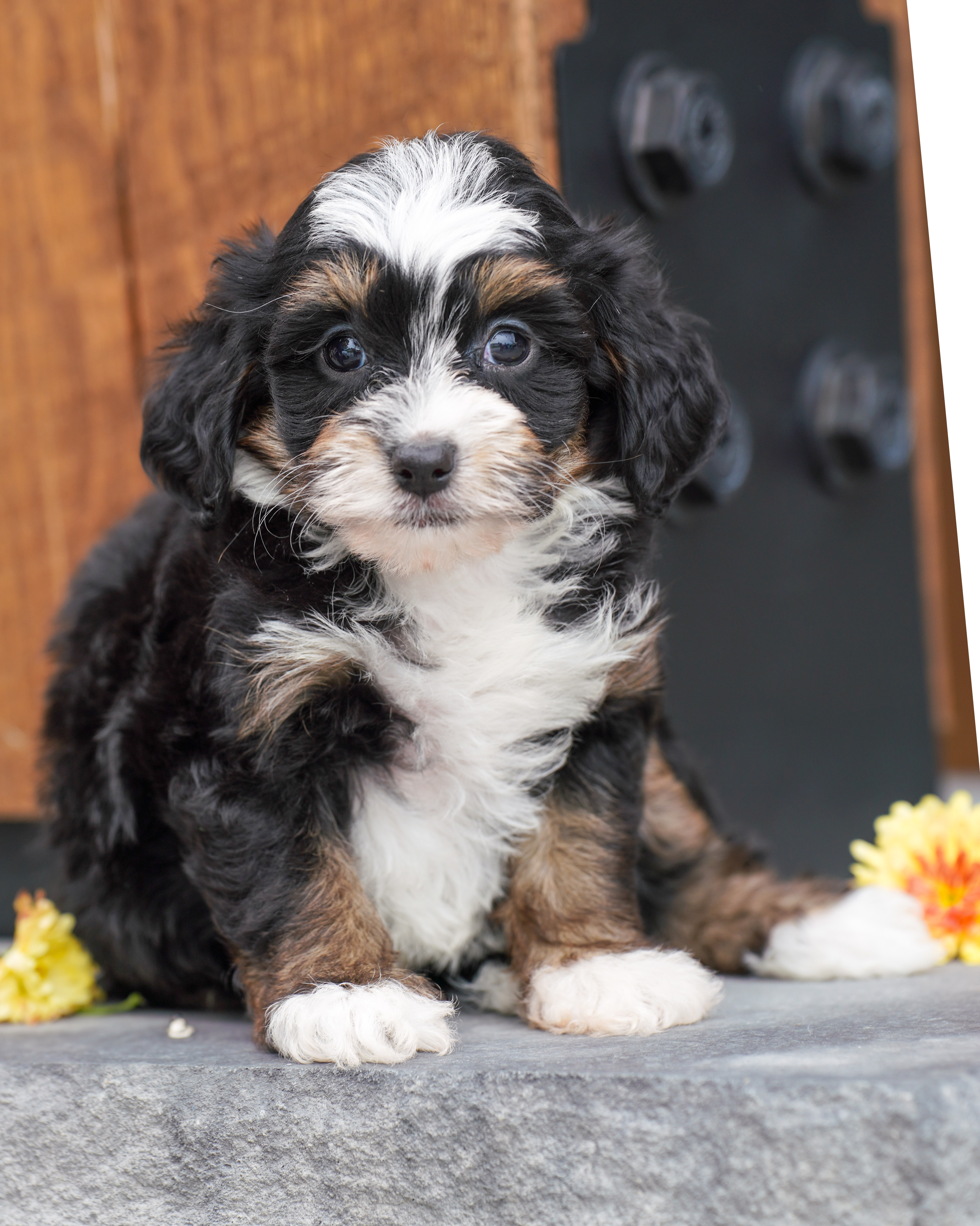 Coco, Tri Colored, girl, Micro Bernedoodle, puppy at Down Home Doodle