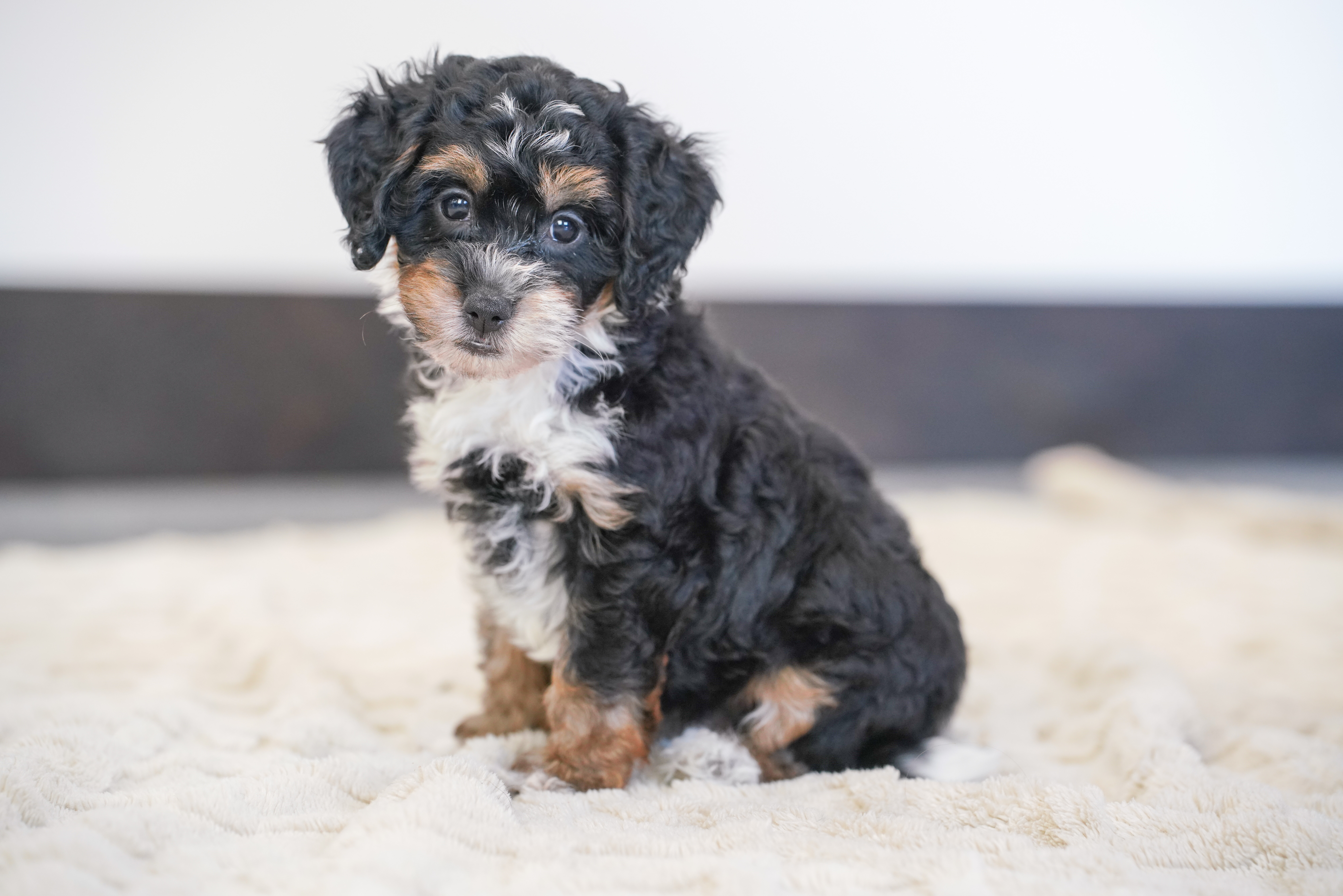 Peony, Tri Colored, girl, Micro Bernedoodle, puppy at Down Home Doodle