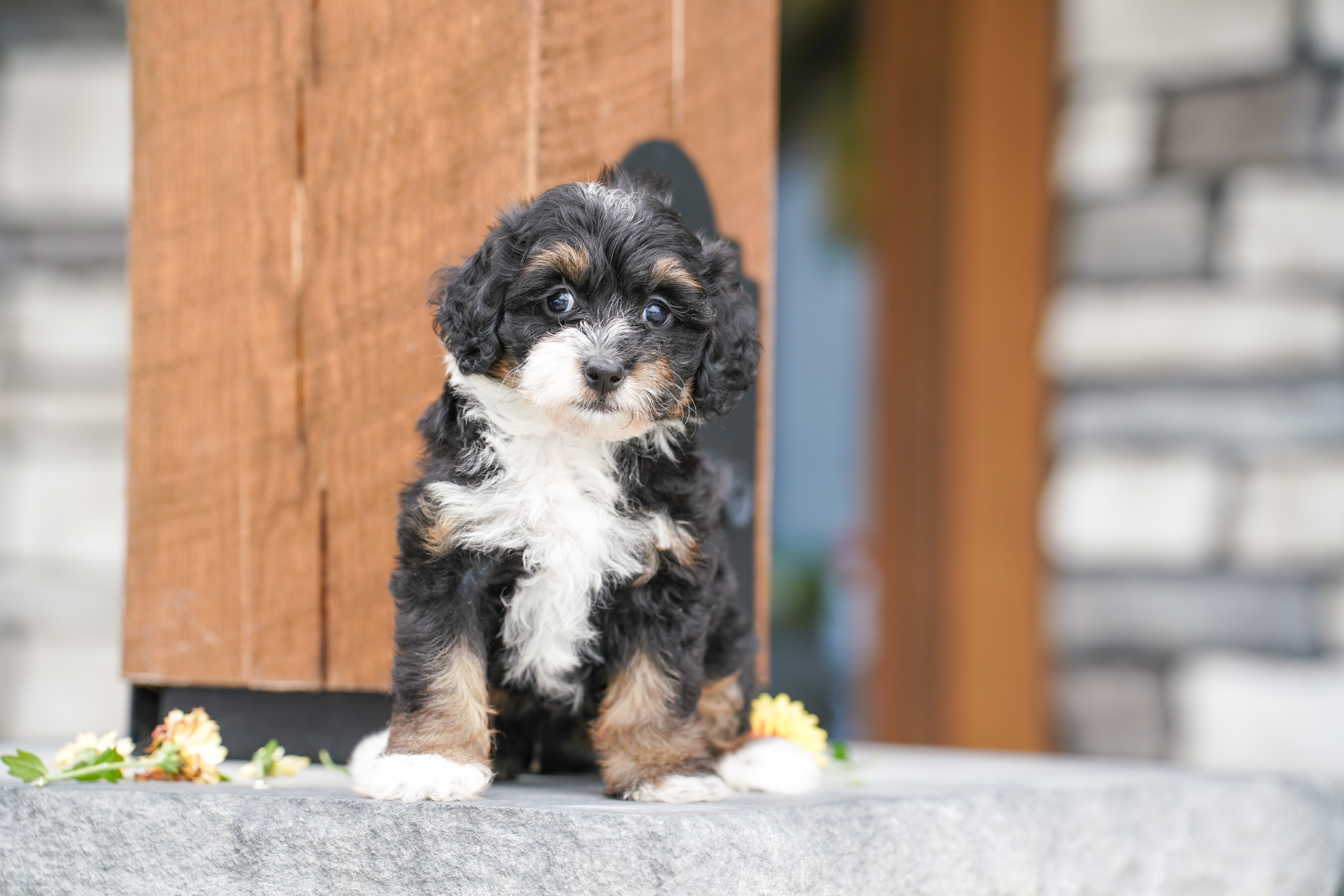 Flora, Tri Colored, girl, Micro Bernedoodle, puppy at Down Home Doodle