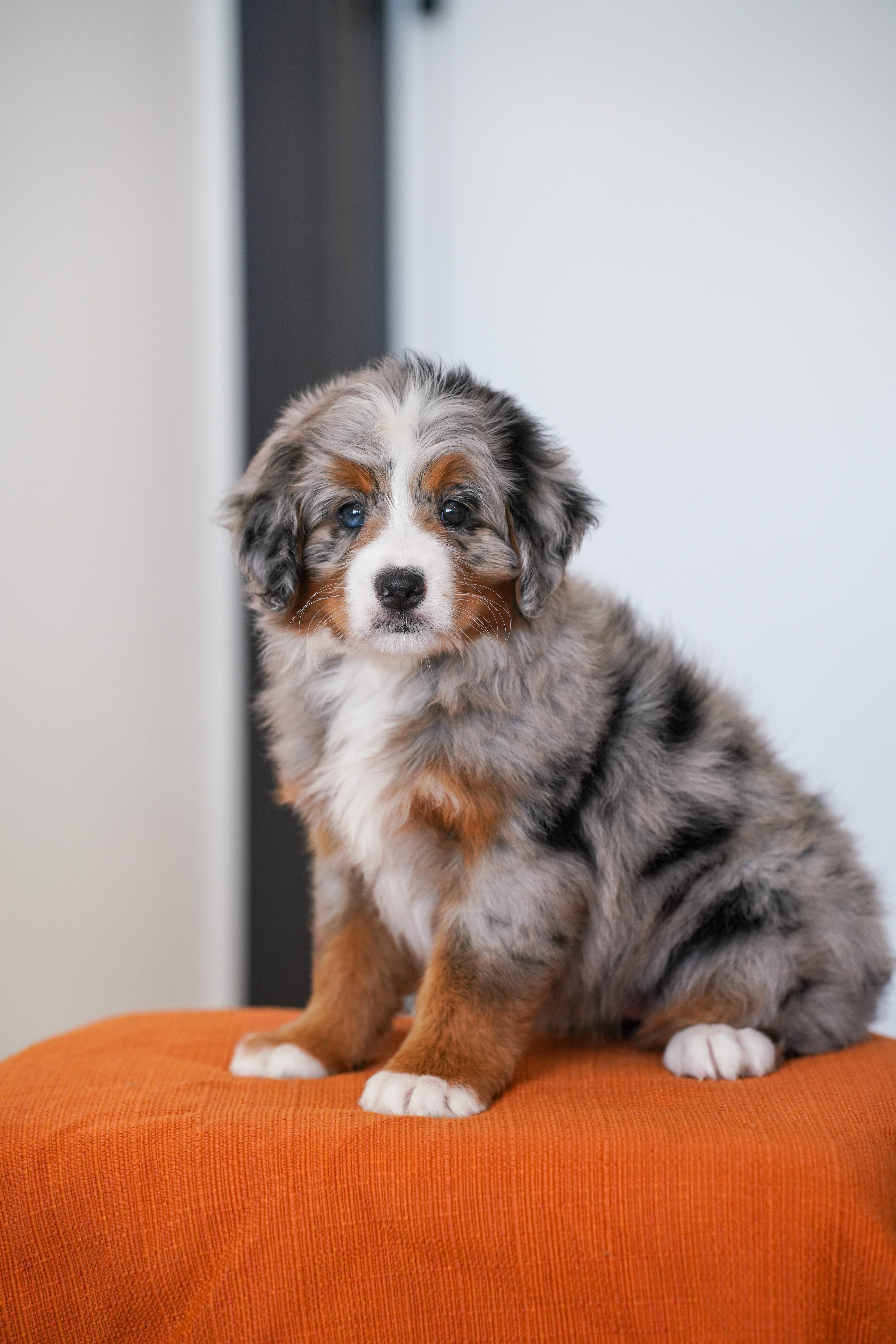 Rapunzel, Merle Tri Colored, girl, Mini Bernedoodle, puppy at Down Home Doodle