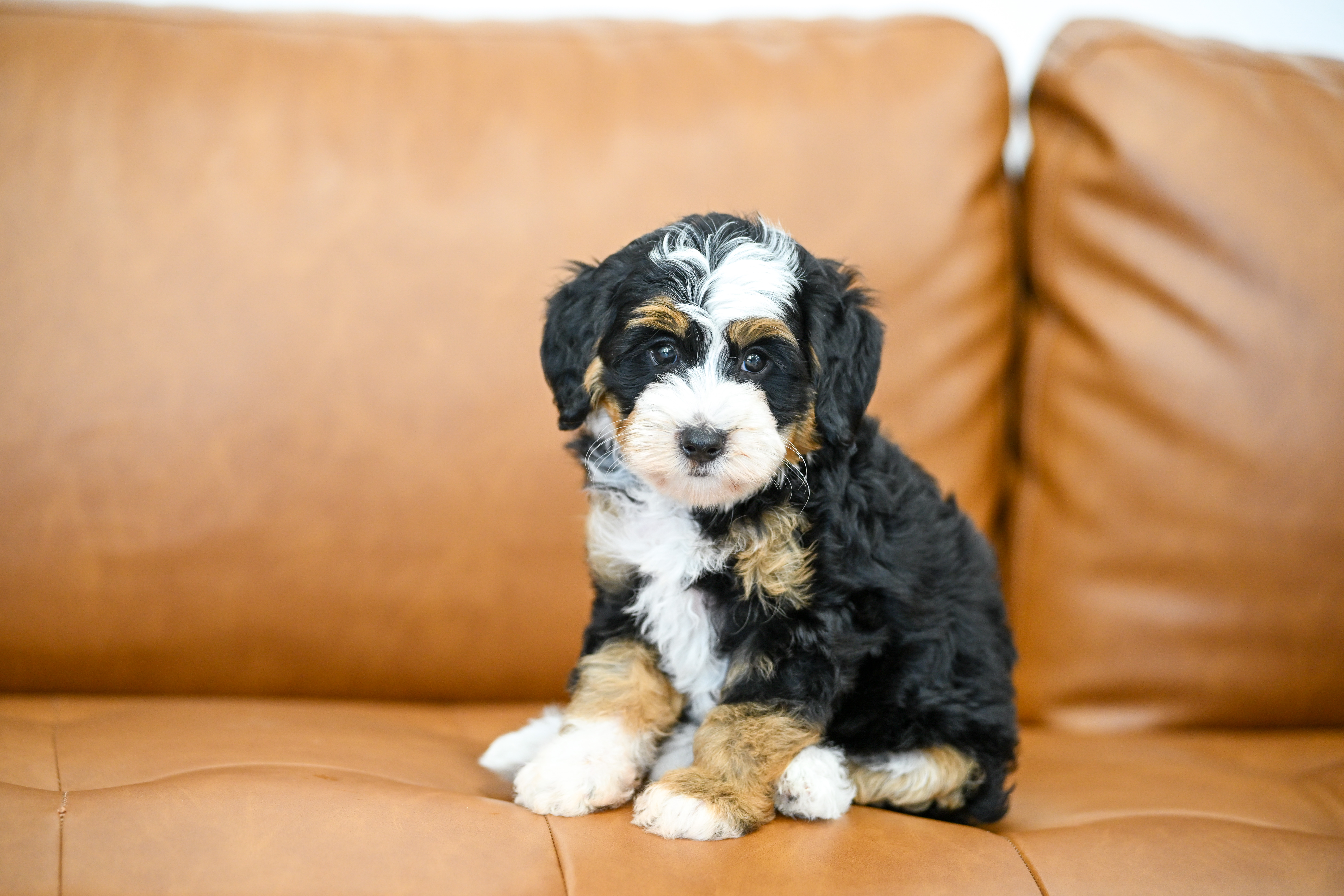 Bianca, Tri Colored, girl, Micro Bernedoodle, puppy at Down Home Doodle