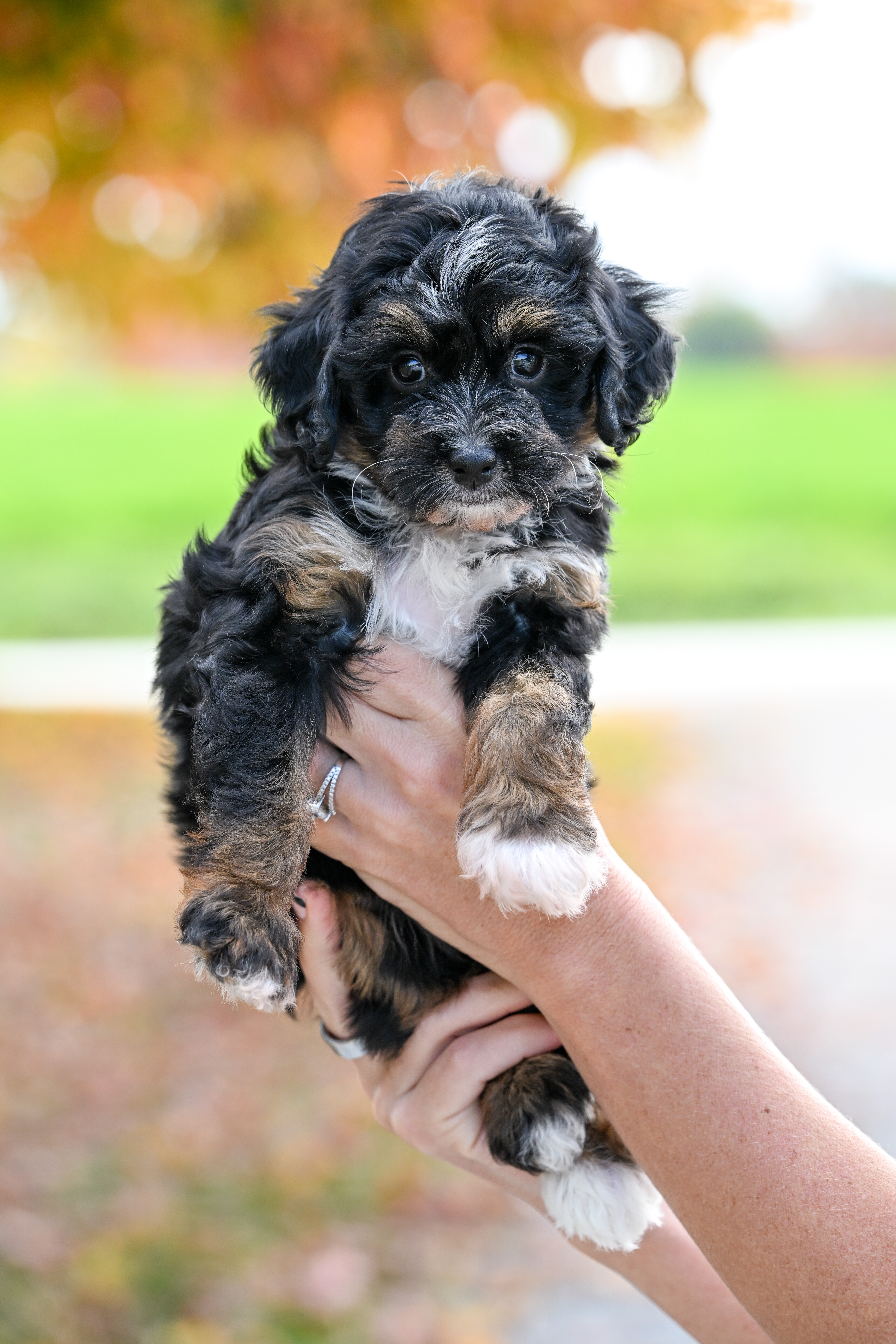 Disney, Tri Colored, girl, Micro Bernedoodle, puppy at Down Home Doodle