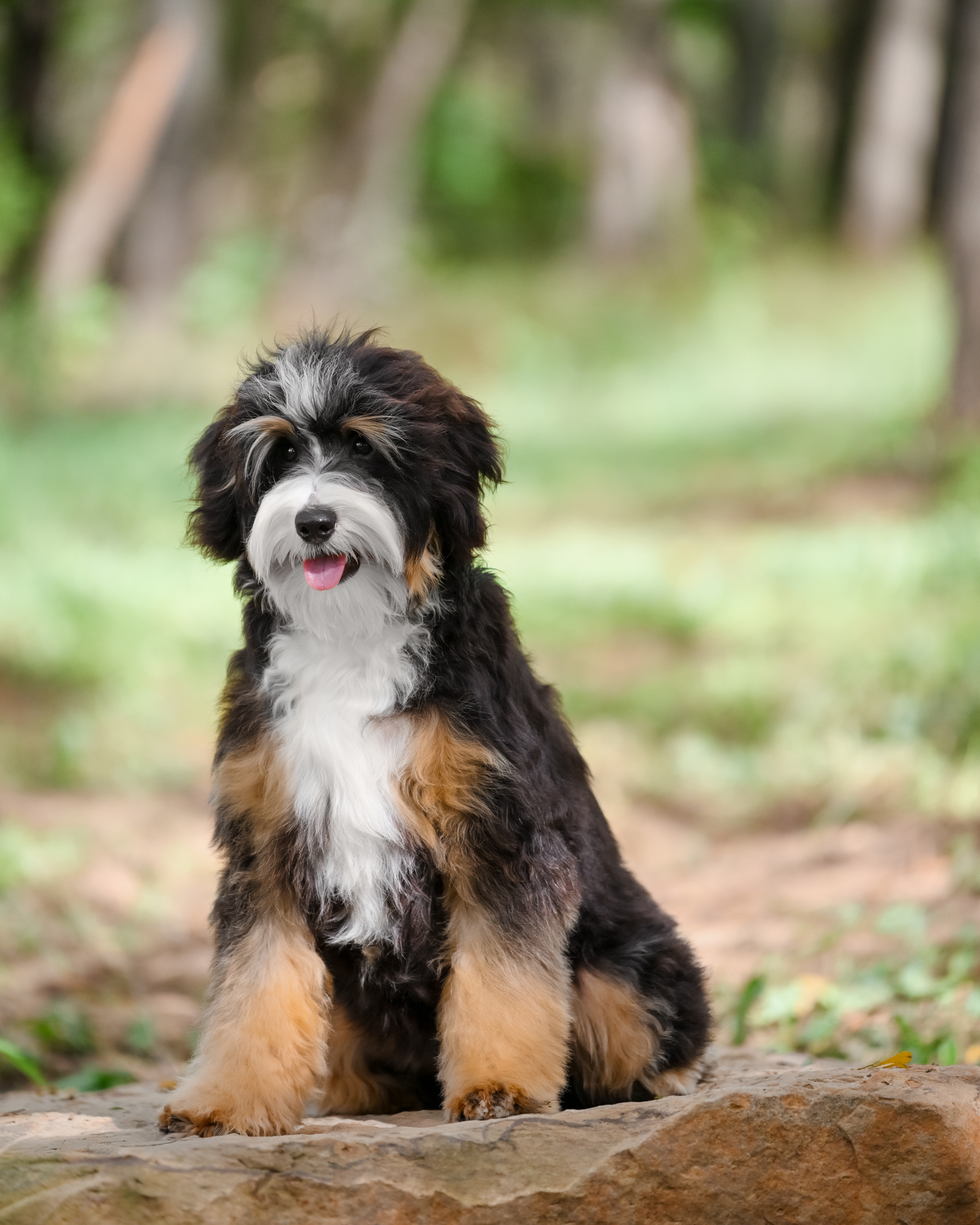 Black Tri Bernedoodle mom, 25 lbs
