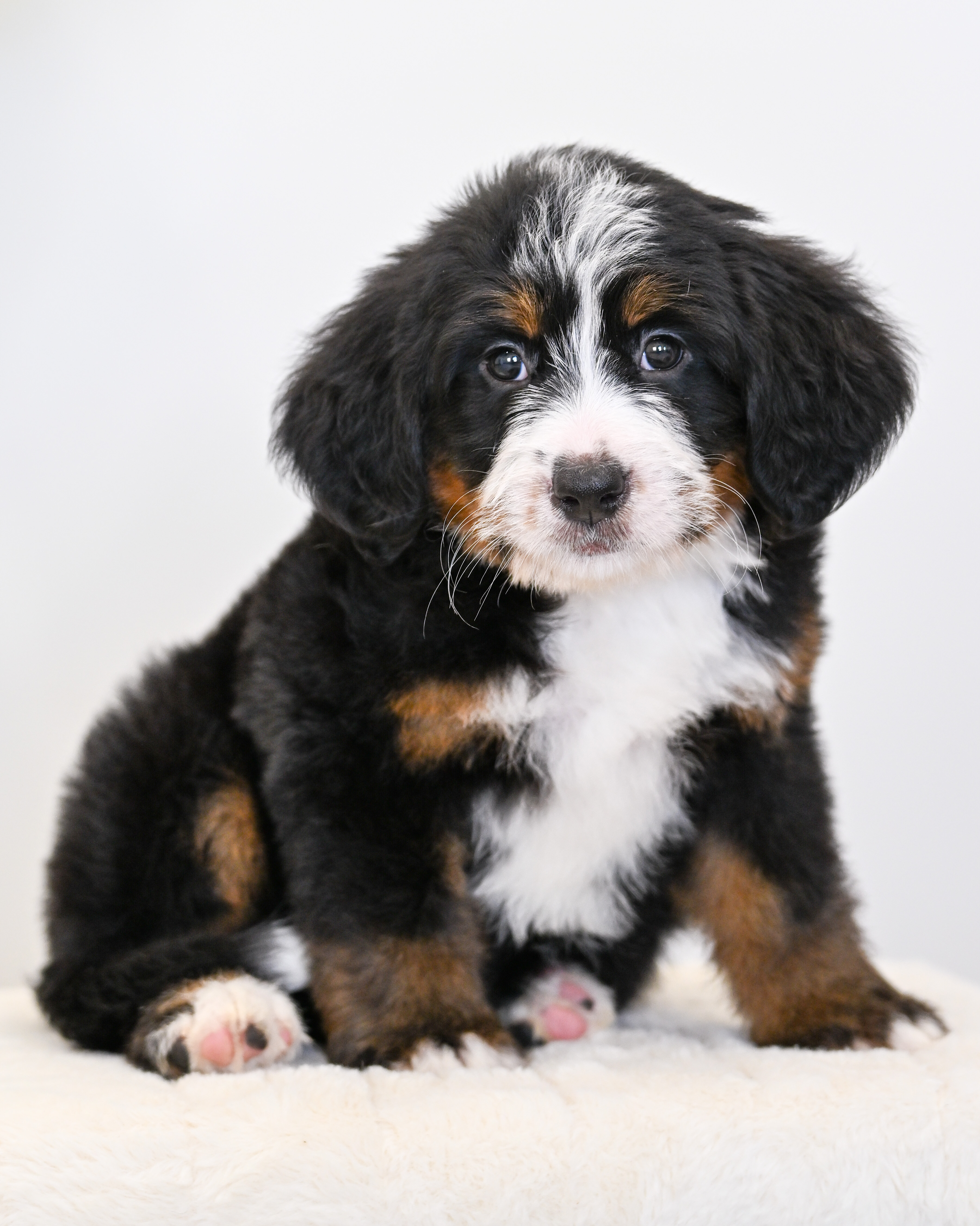 Dori, Tri Colored, girl, Mini Bernedoodle, puppy at Down Home Doodle