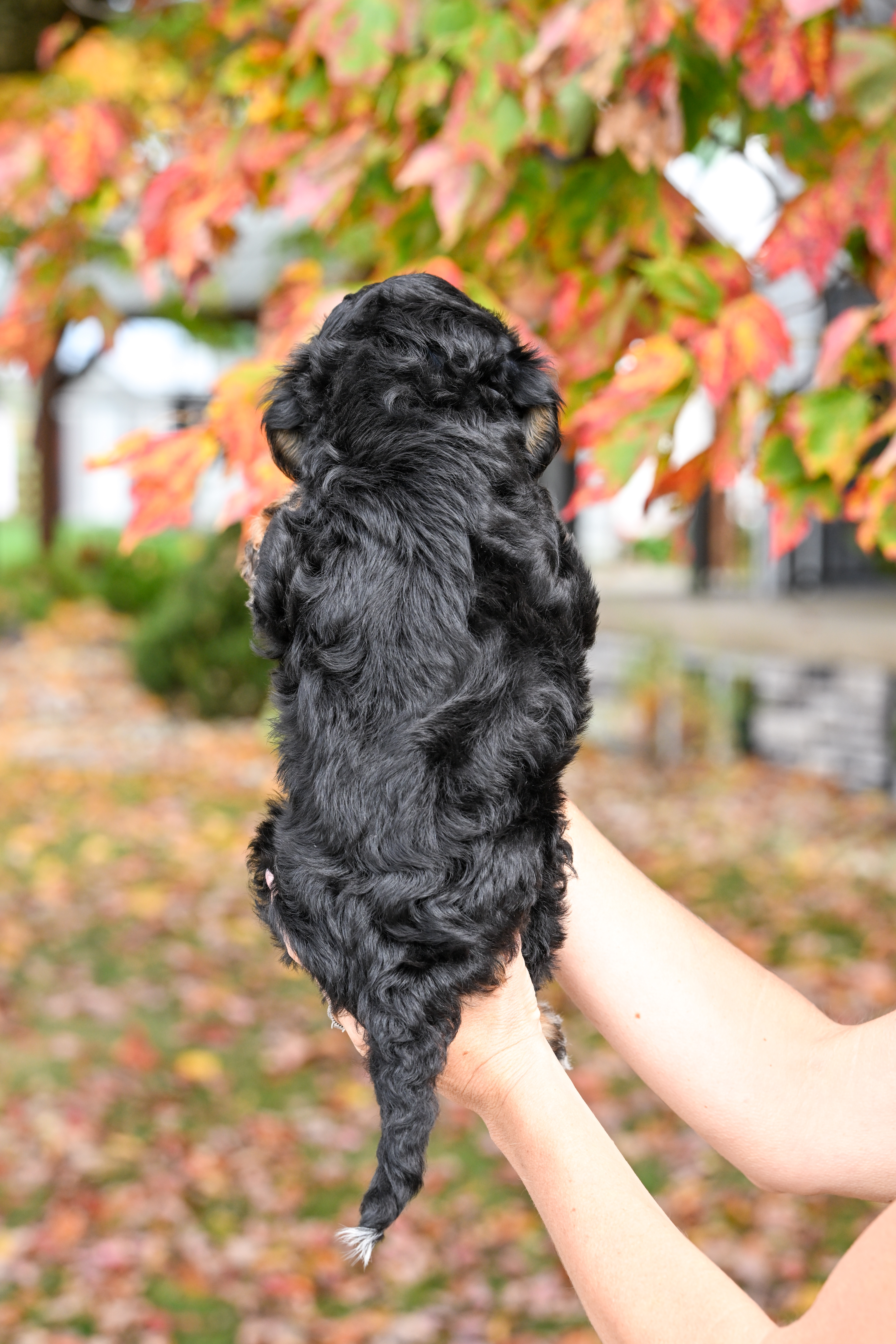 Hulu, Tri Colored, girl, Micro Bernedoodle, puppy at Down Home Doodle