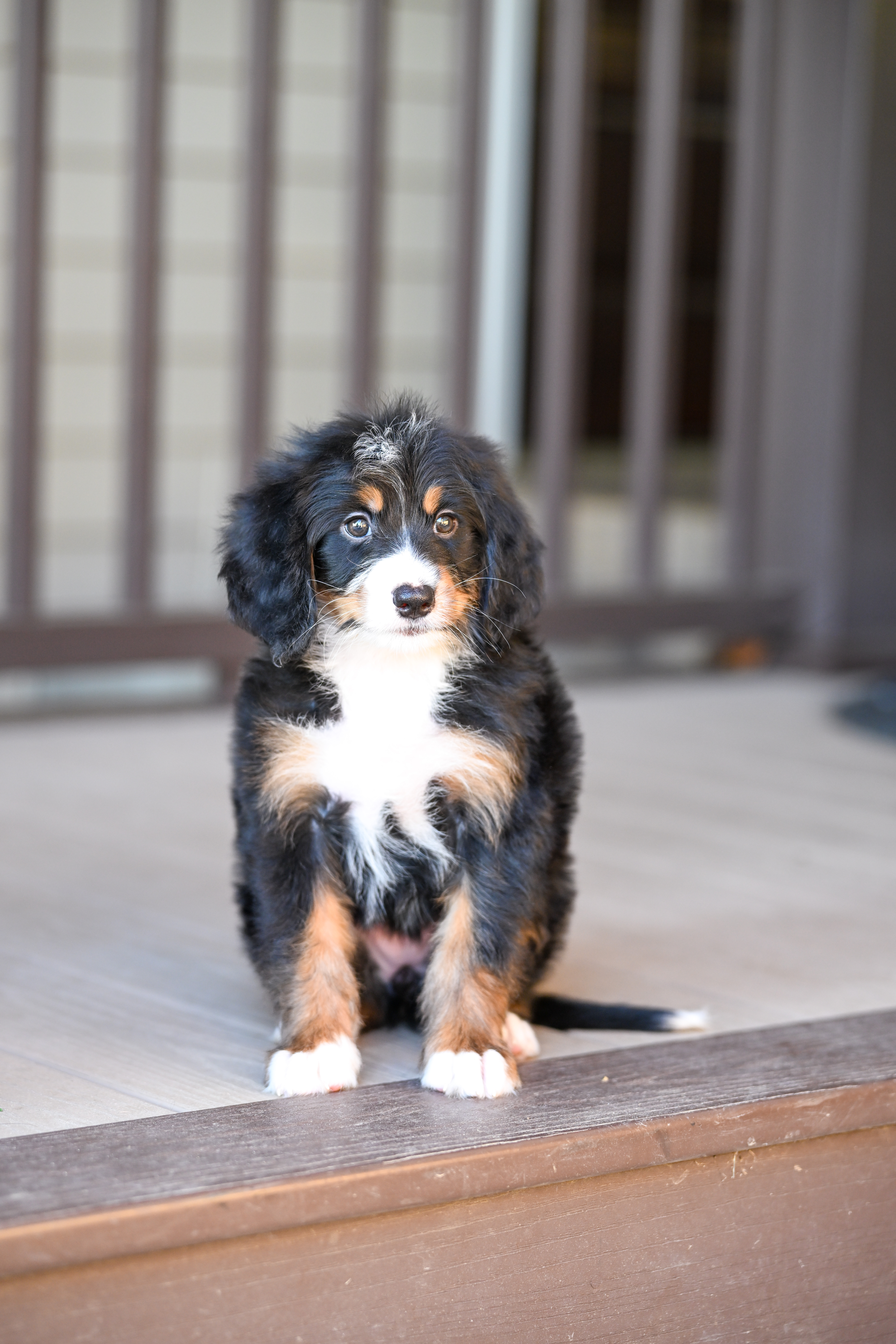 Michelle, Tri Colored, girl, Mini Bernedoodle, puppy at Down Home Doodle
