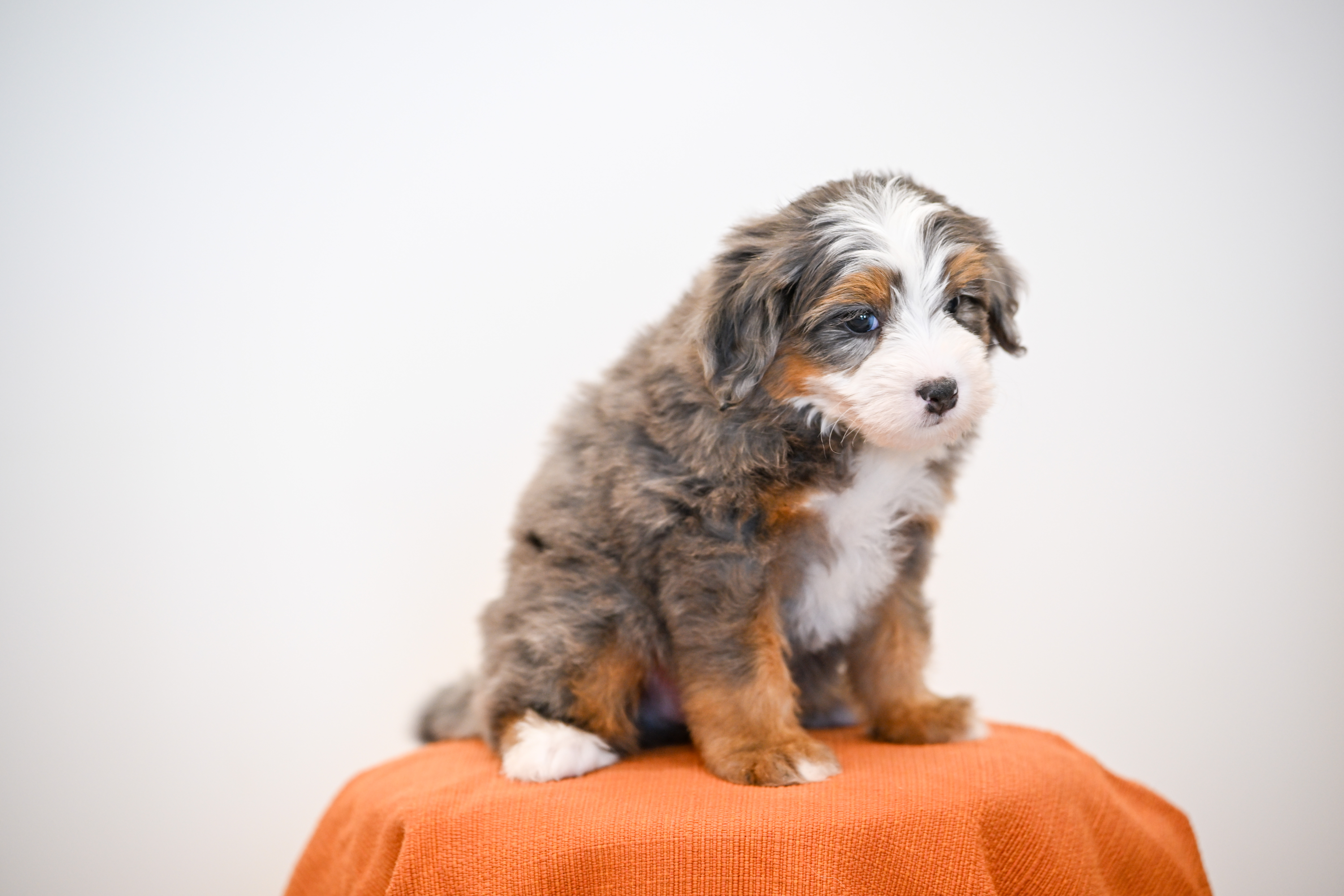 Melrose, Merle Tri Colored, boy, Mini Bernedoodle, puppy at Down Home Doodle