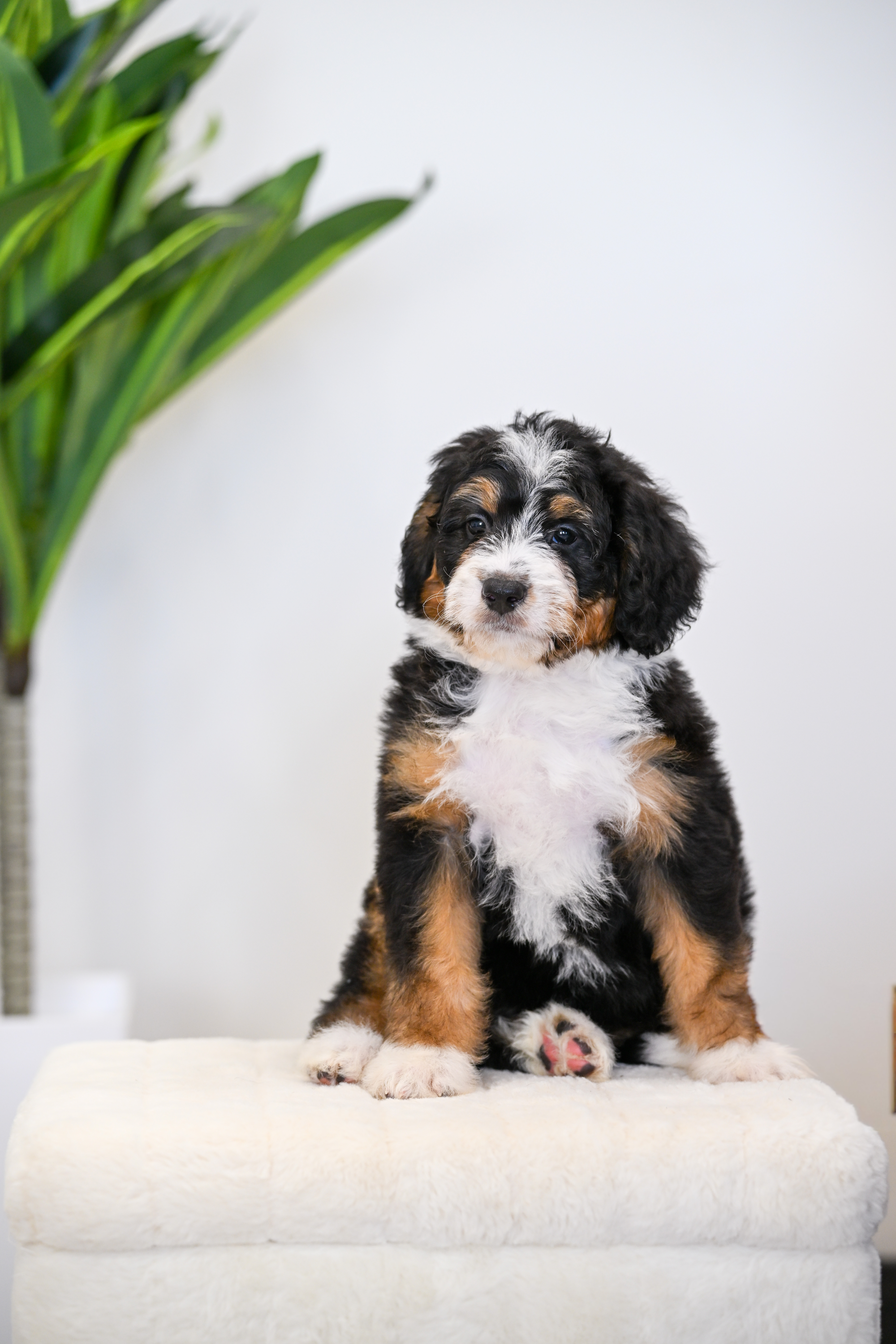 Taki, Tri Colored Mini Bernedoodle puppy