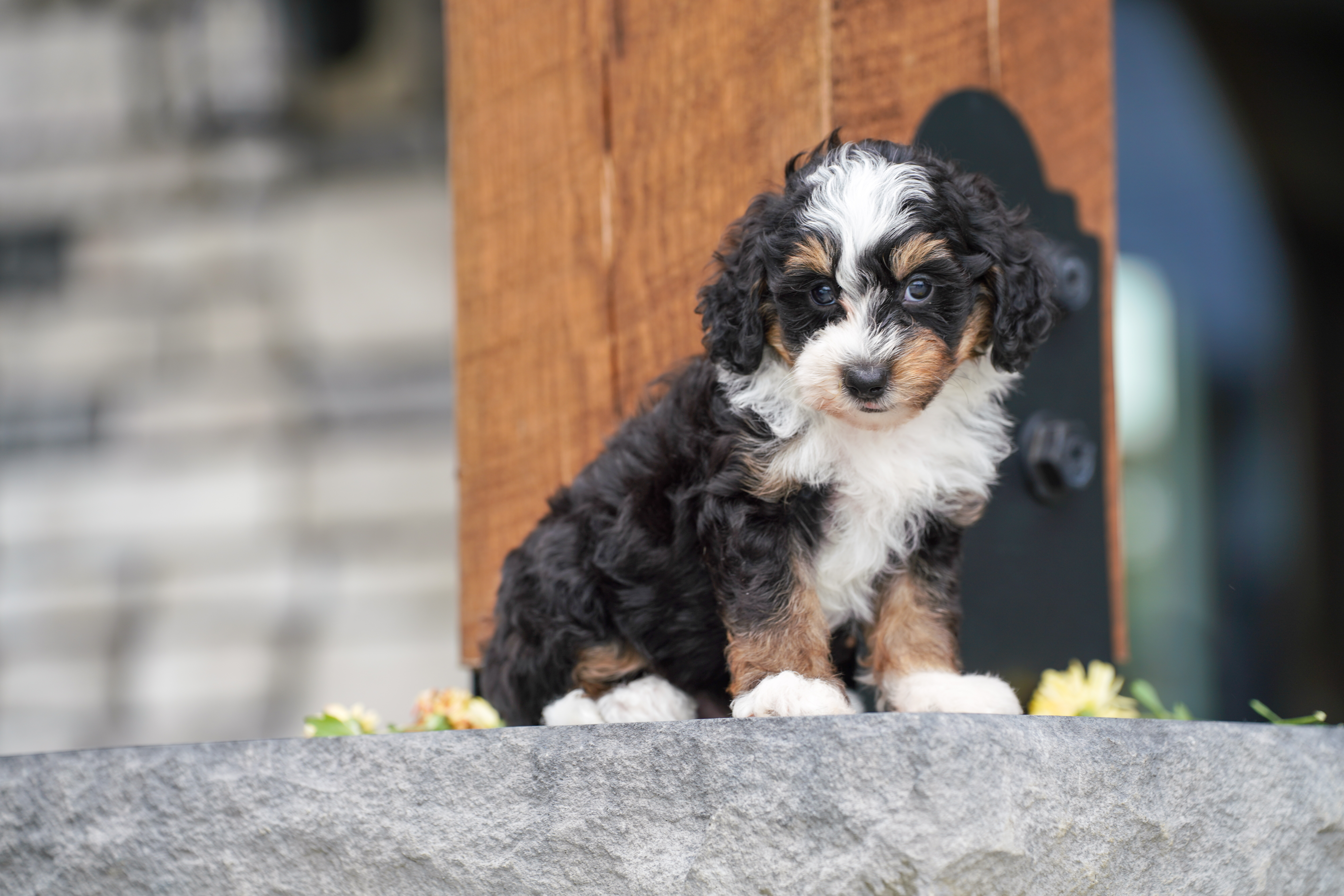 Beau, Tri Colored, boy, Micro Bernedoodle, puppy at Down Home Doodle