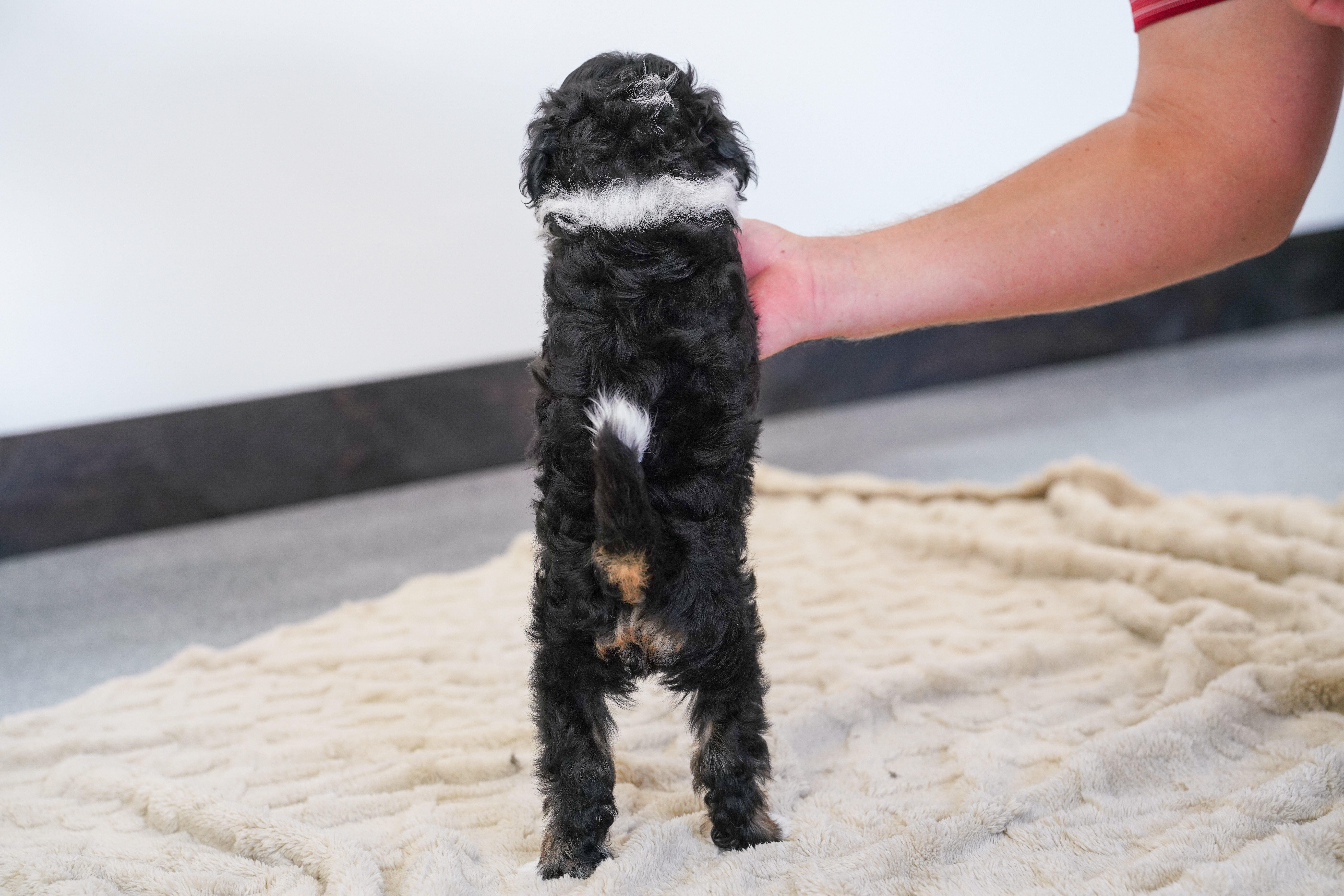 Beau, Tri Colored, boy, Micro Bernedoodle, puppy at Down Home Doodle