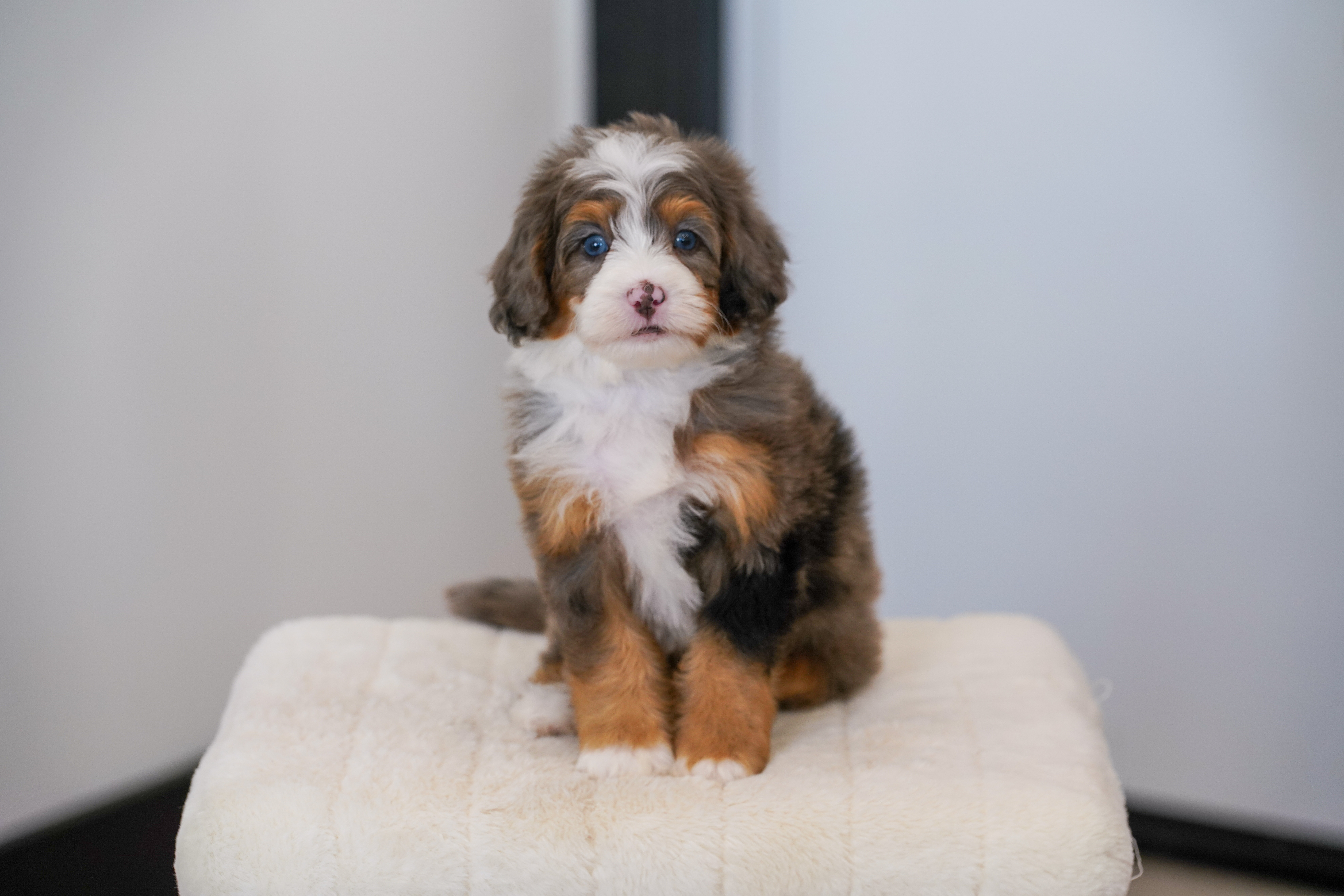 Thumper, Merle Tri Colored, boy, Mini Bernedoodle, puppy at Down Home Doodle