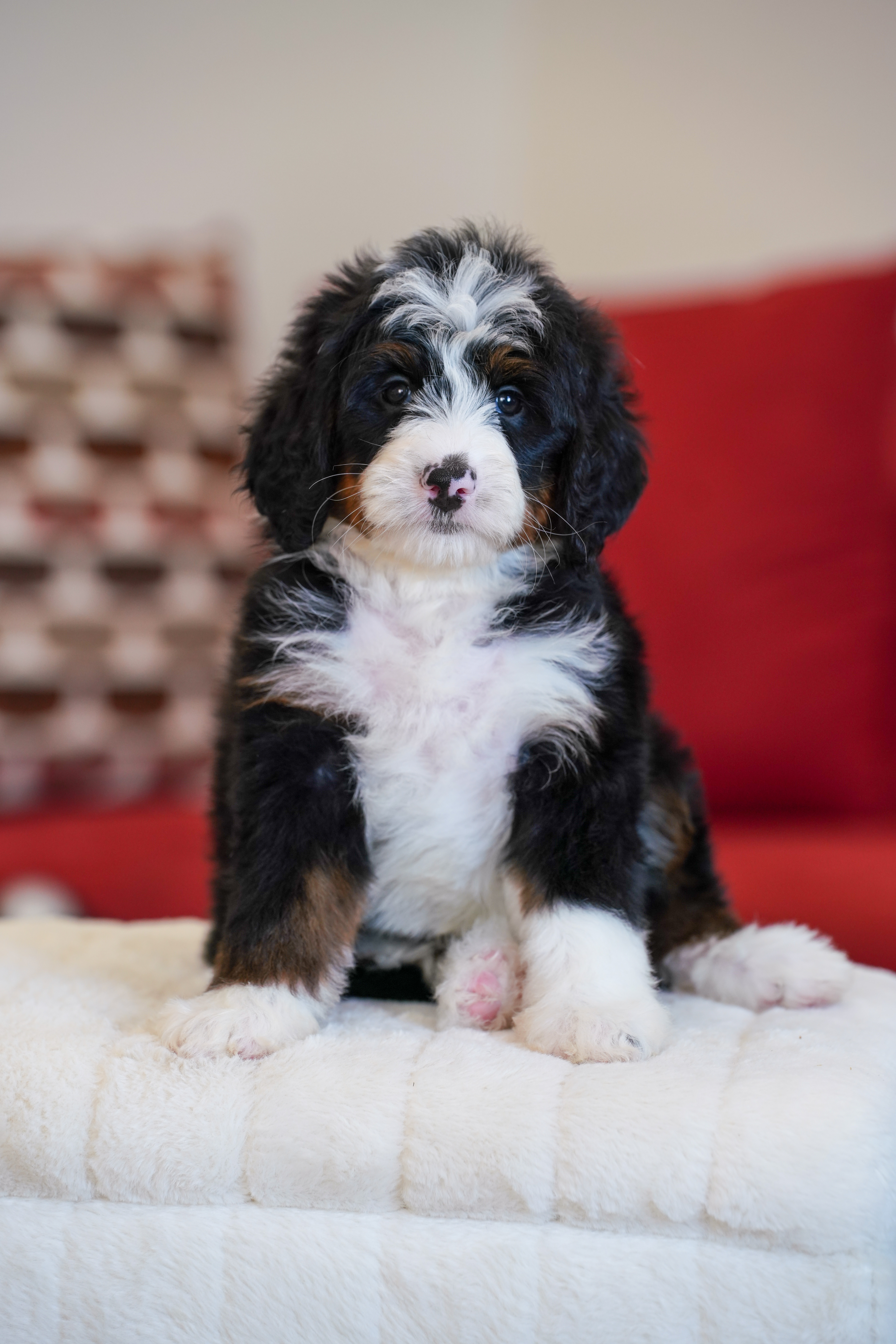 Hillary, Tri Colored, girl, Mini Bernedoodle, puppy at Down Home Doodle