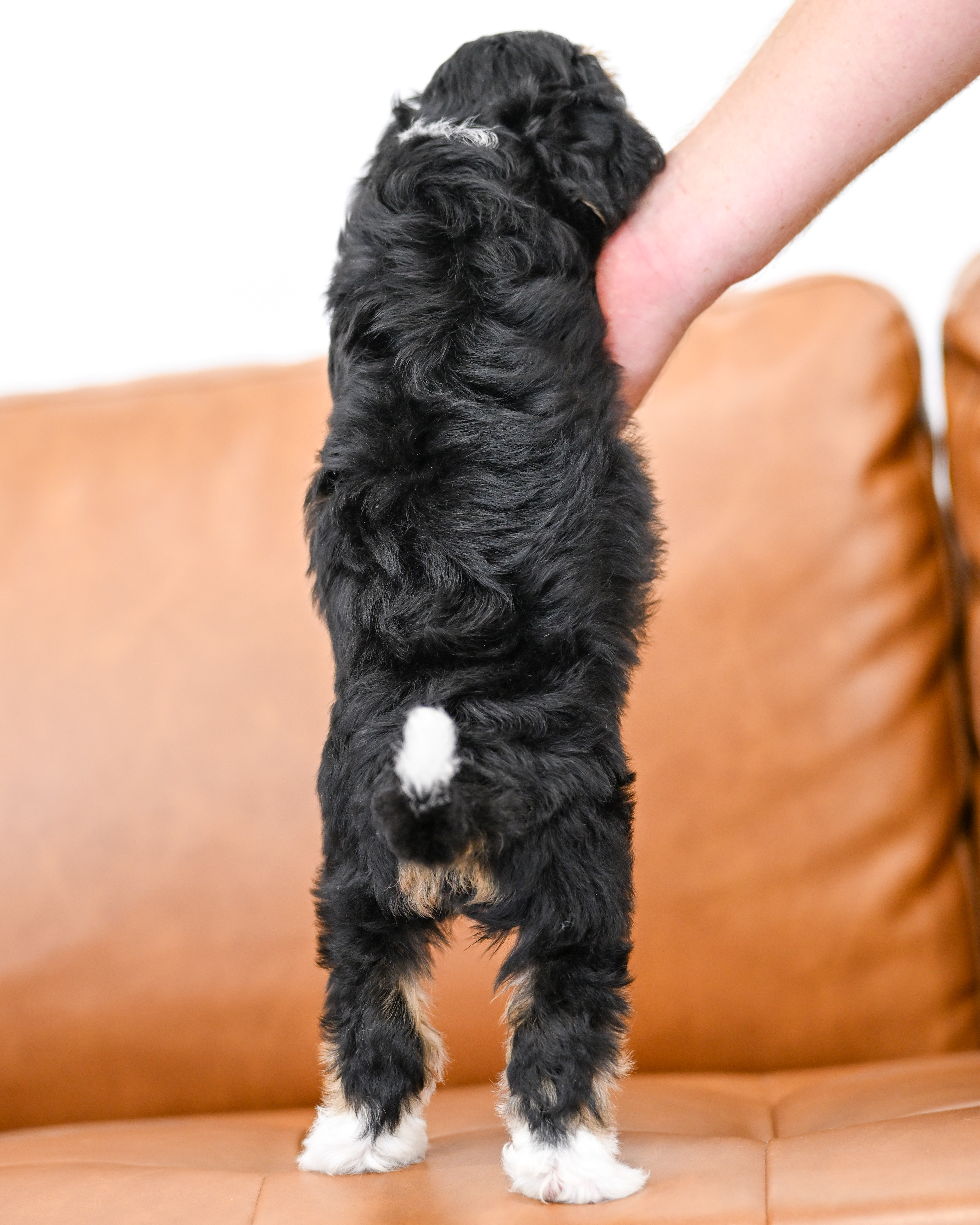 Delphine, Tri Colored, girl, Micro Bernedoodle, puppy at Down Home Doodle