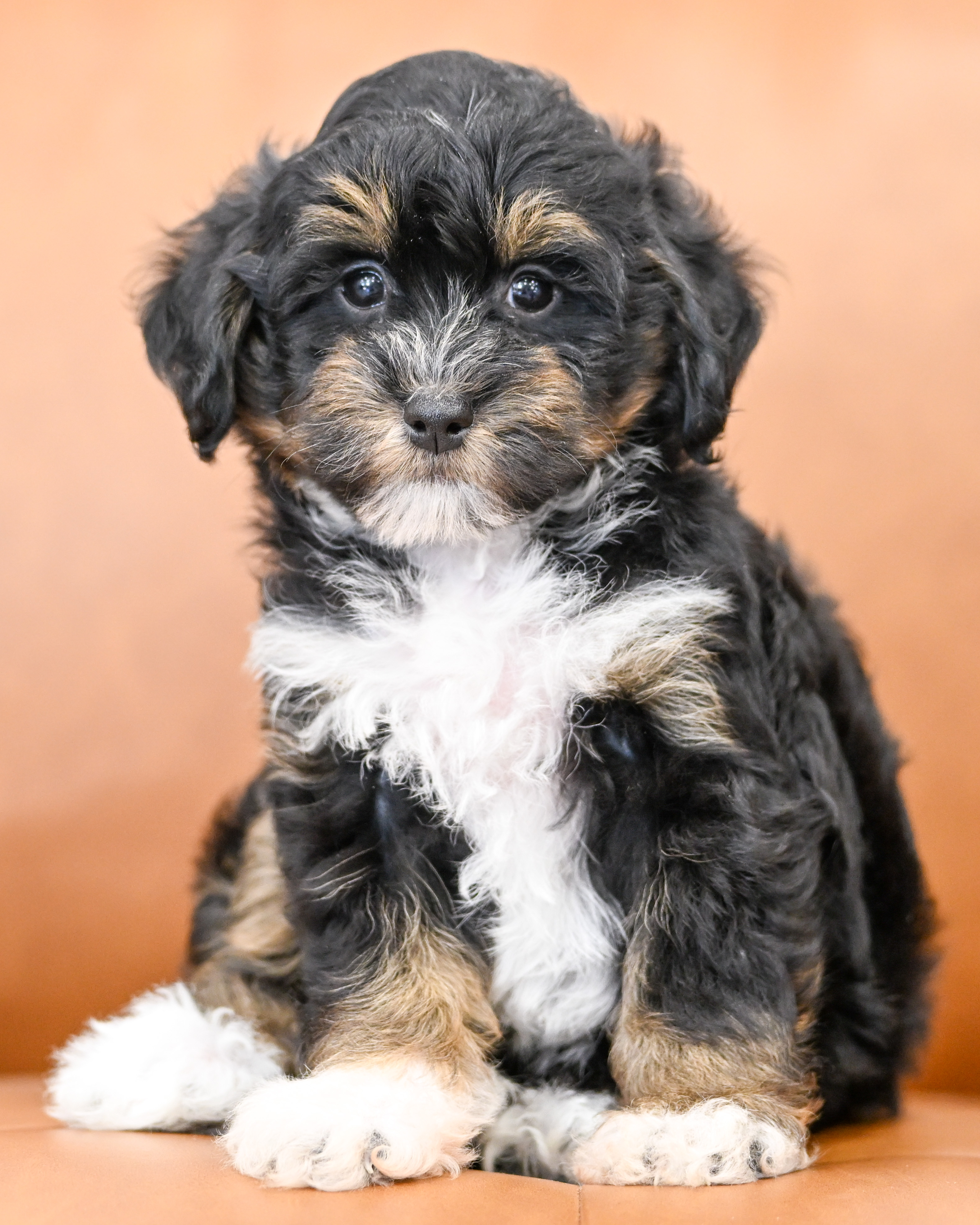 Odette, Tri Colored, girl, Micro Bernedoodle, puppy at Down Home Doodle