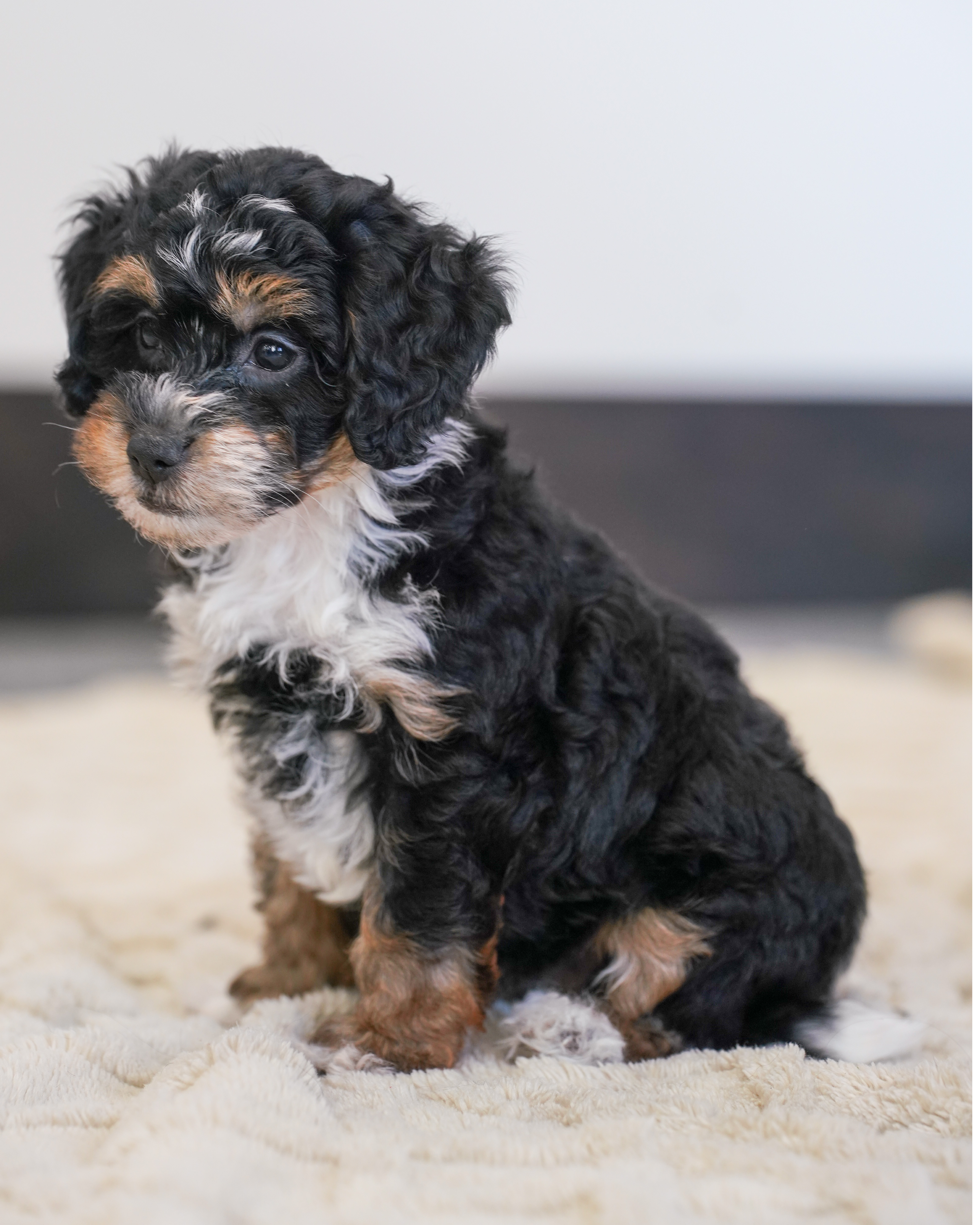 Peony, Tri Colored, girl, Micro Bernedoodle, puppy at Down Home Doodle