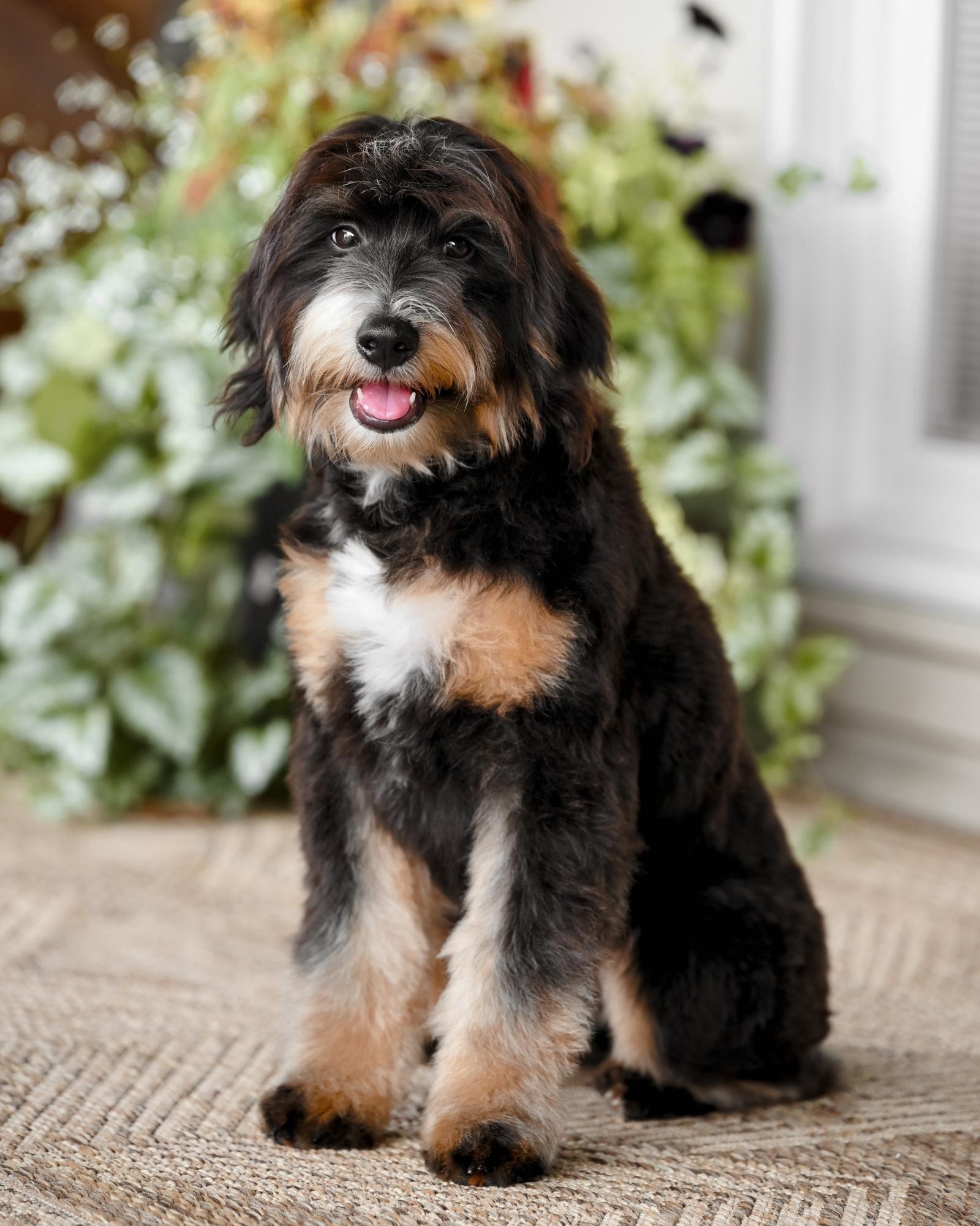 Darwin, Classic Tri Micro Bernedoodle dad at Down Home Doodle