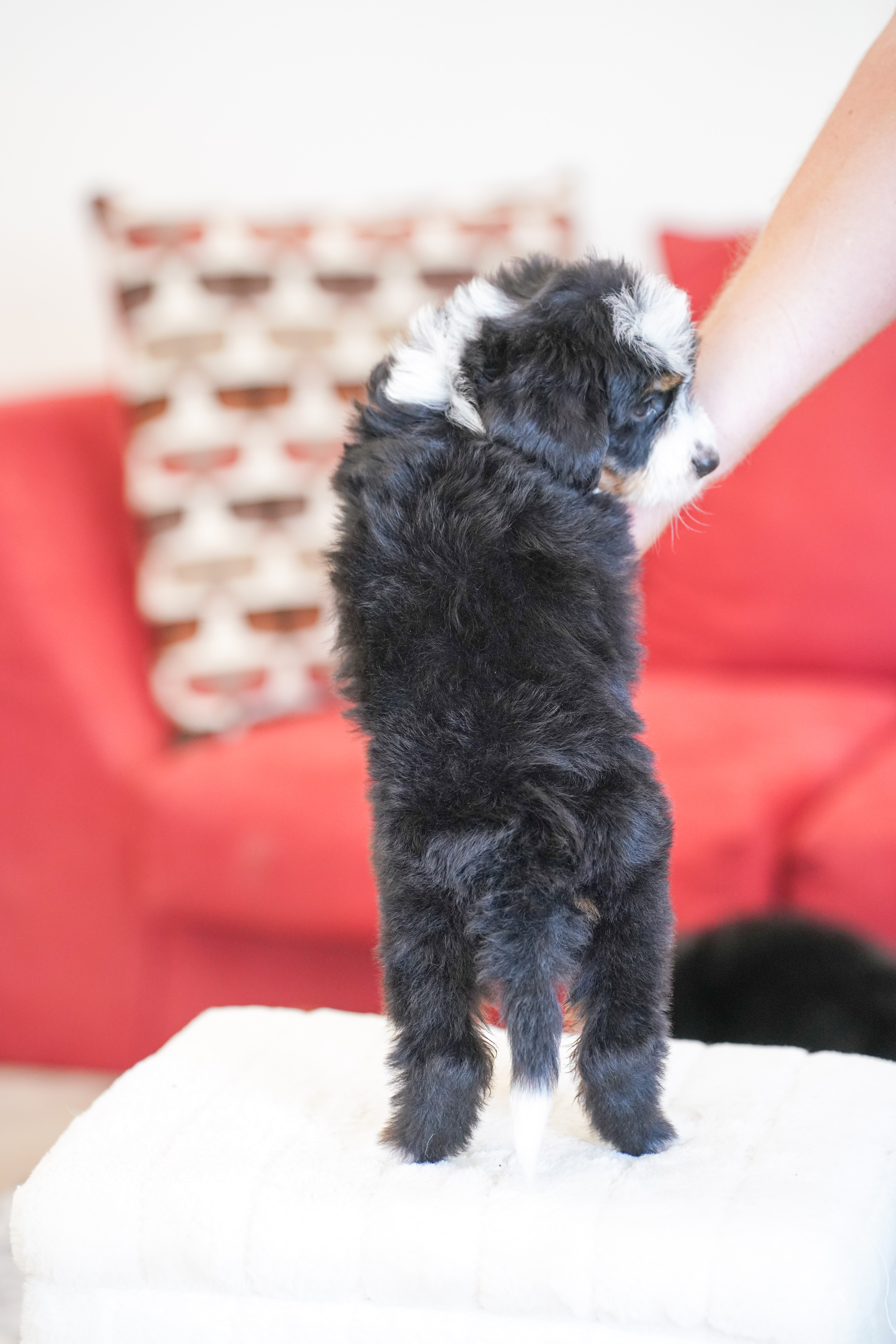 Melania, Tri Colored, girl, Mini Bernedoodle, puppy at Down Home Doodle