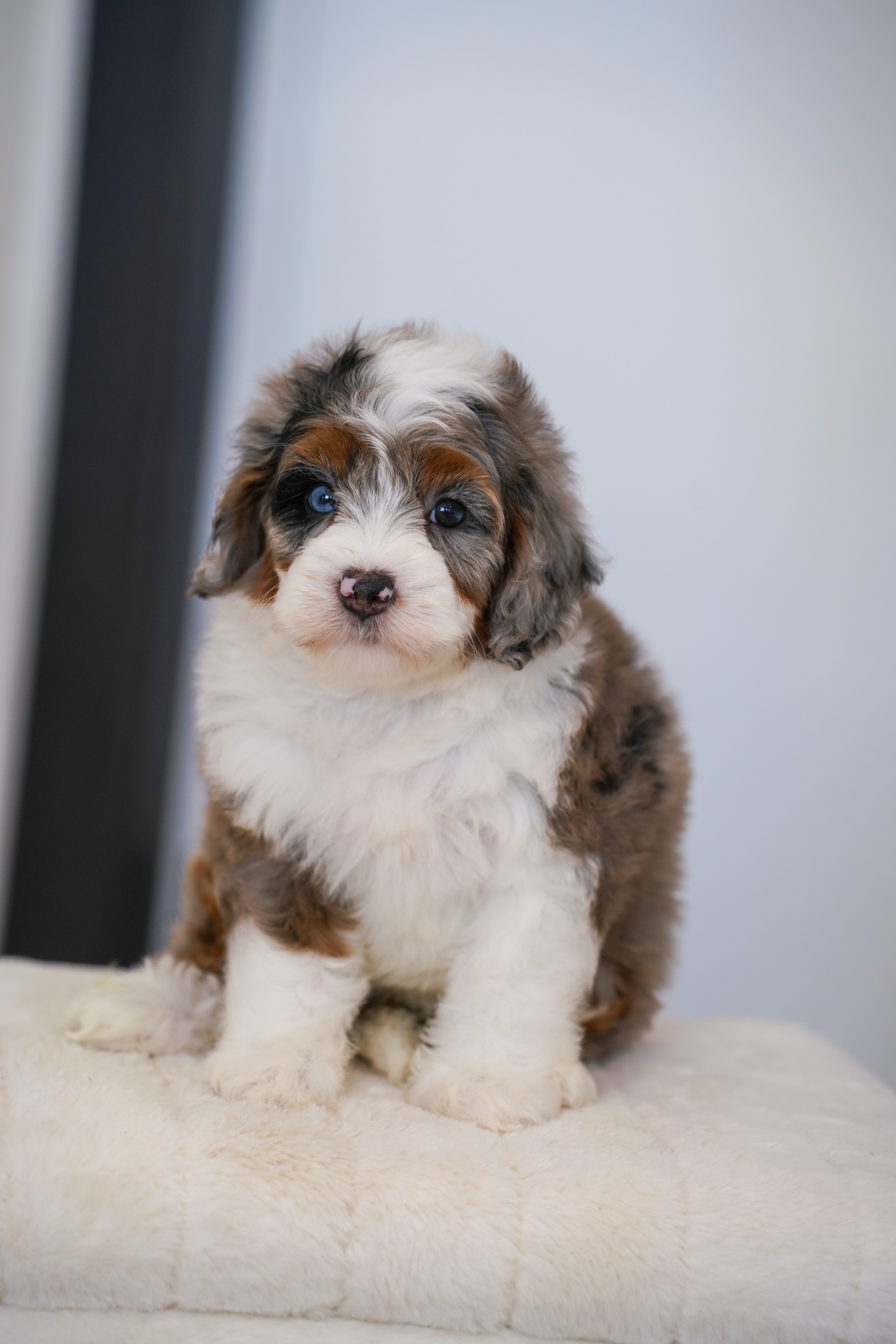 Faline, Merle Tri Colored, girl, Mini Bernedoodle, puppy at Down Home Doodle