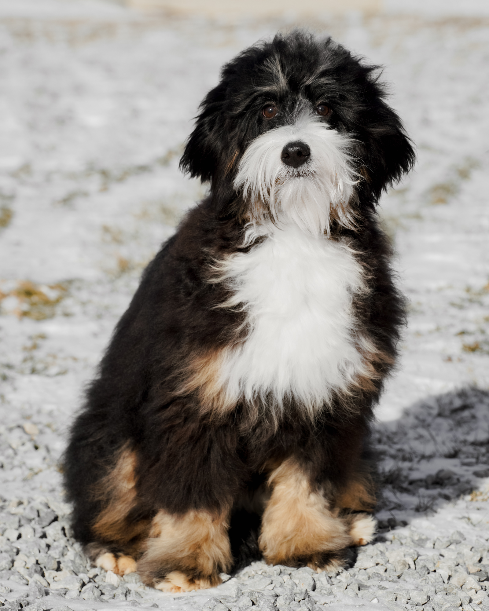 Birkie, photo 4