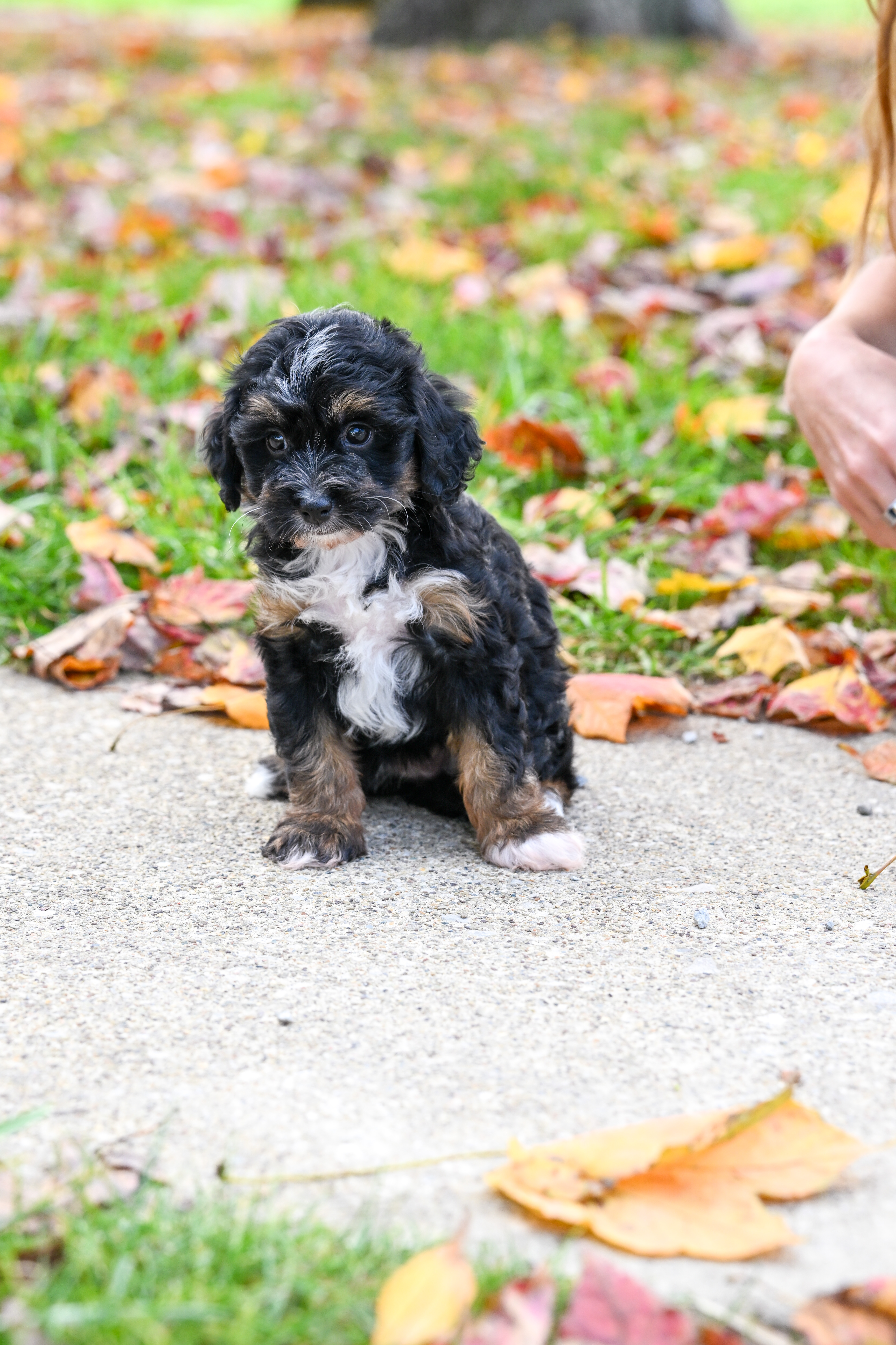 Disney, Tri Colored, girl, Micro Bernedoodle, puppy at Down Home Doodle
