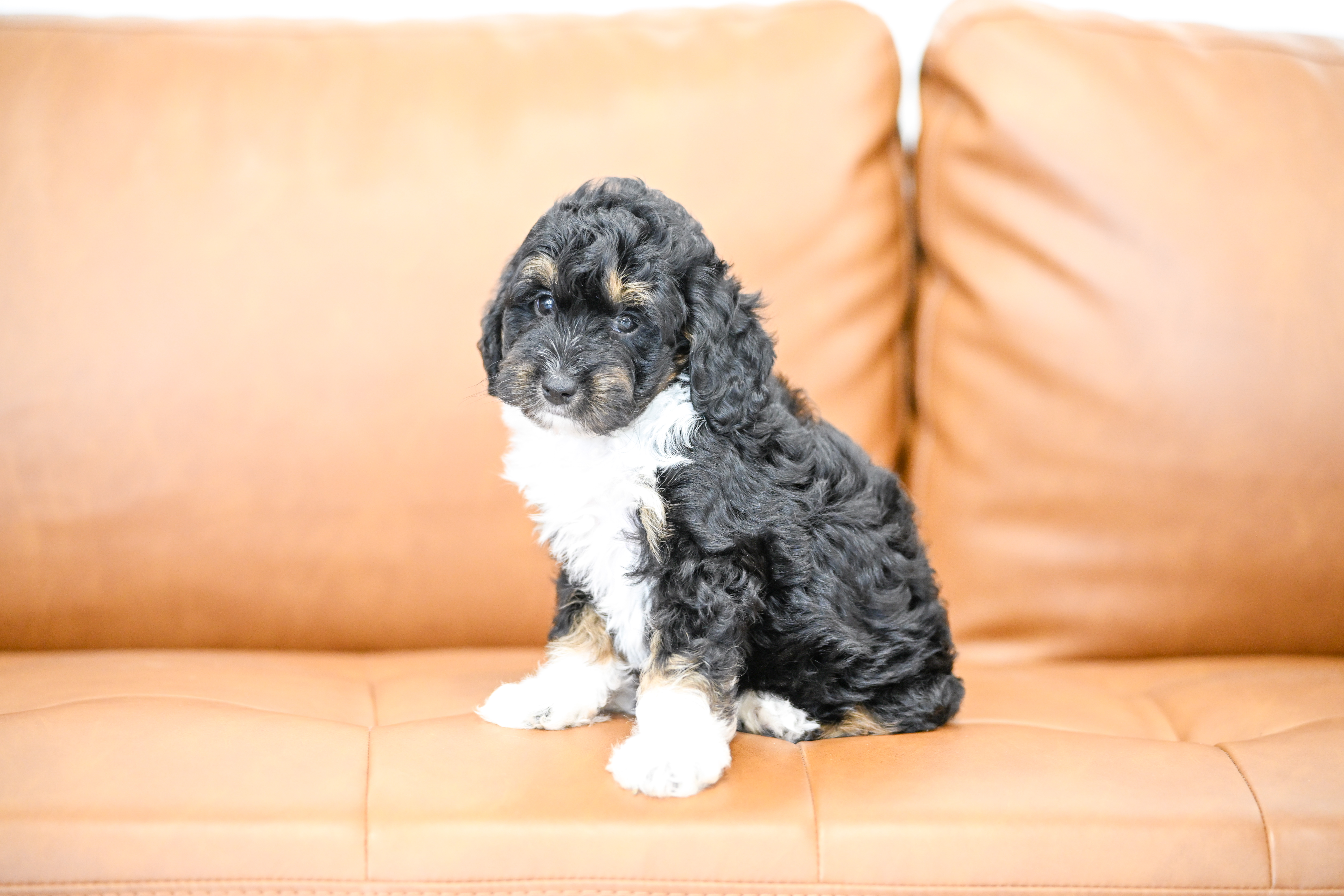 Colette, Tri Colored, girl, Micro Bernedoodle, puppy at Down Home Doodle
