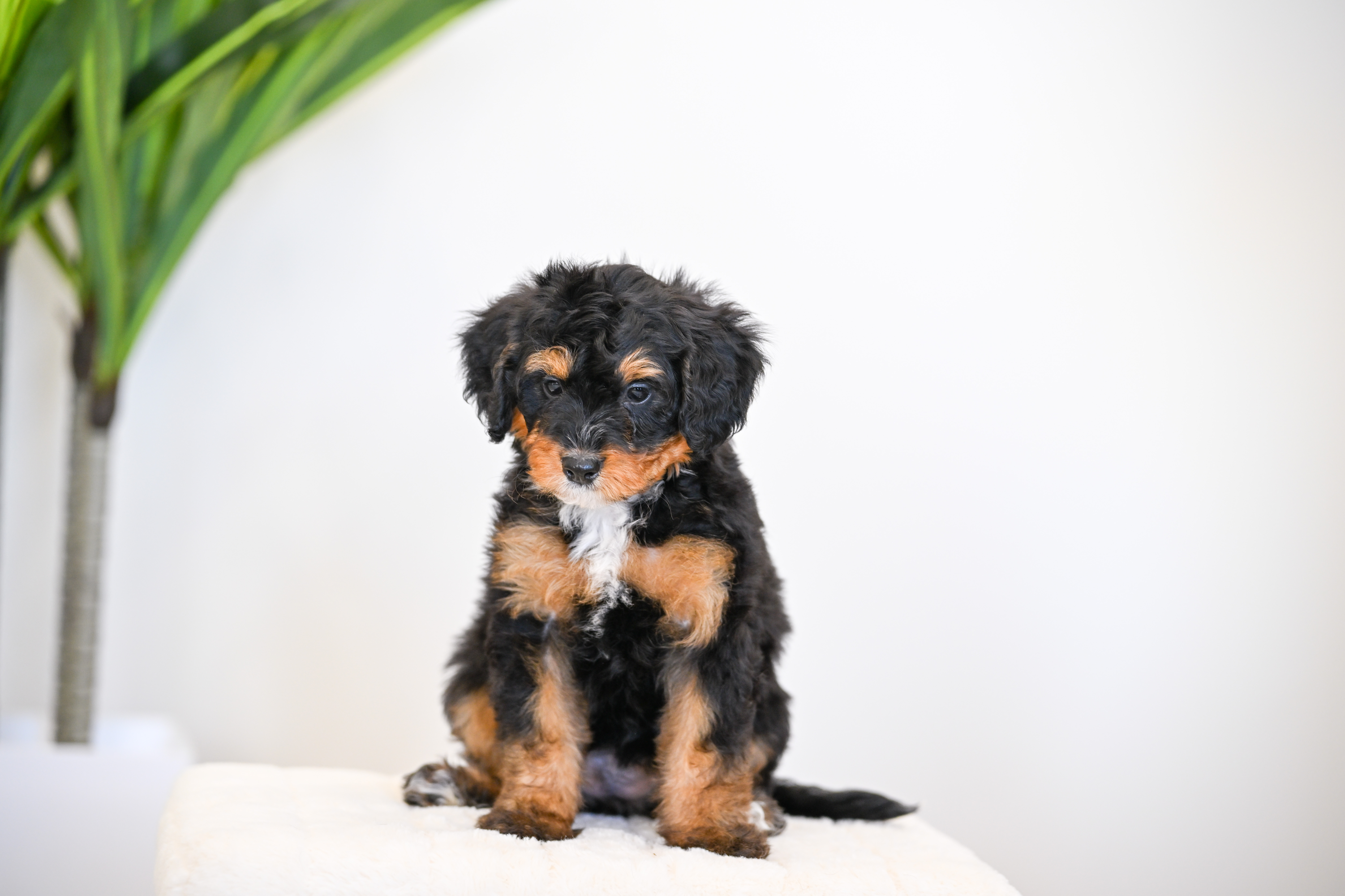 Ruffles, Tri Colored, girl, Mini Bernedoodle, puppy at Down Home Doodle