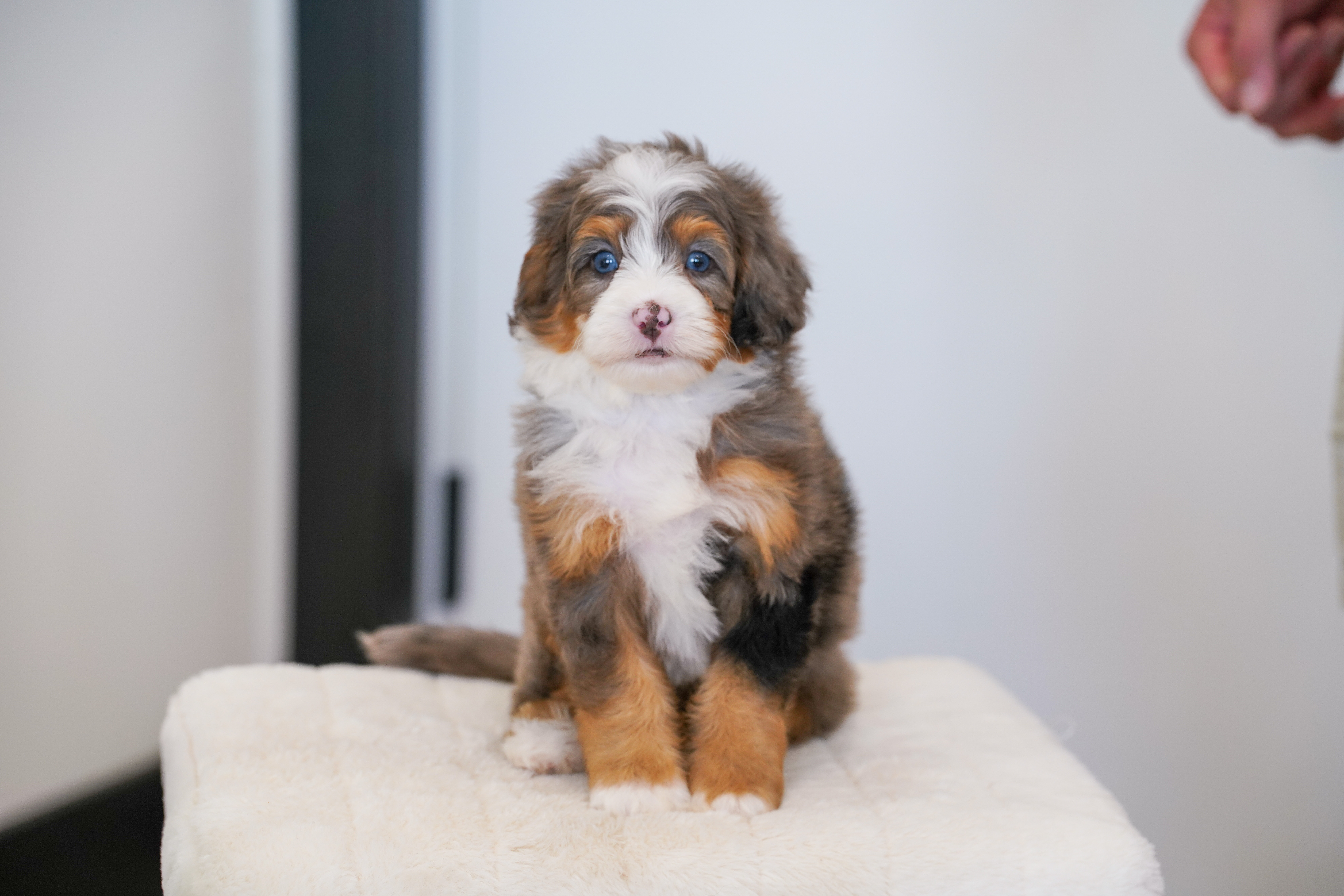 Thumper, Merle Tri Colored, boy, Mini Bernedoodle, puppy at Down Home Doodle