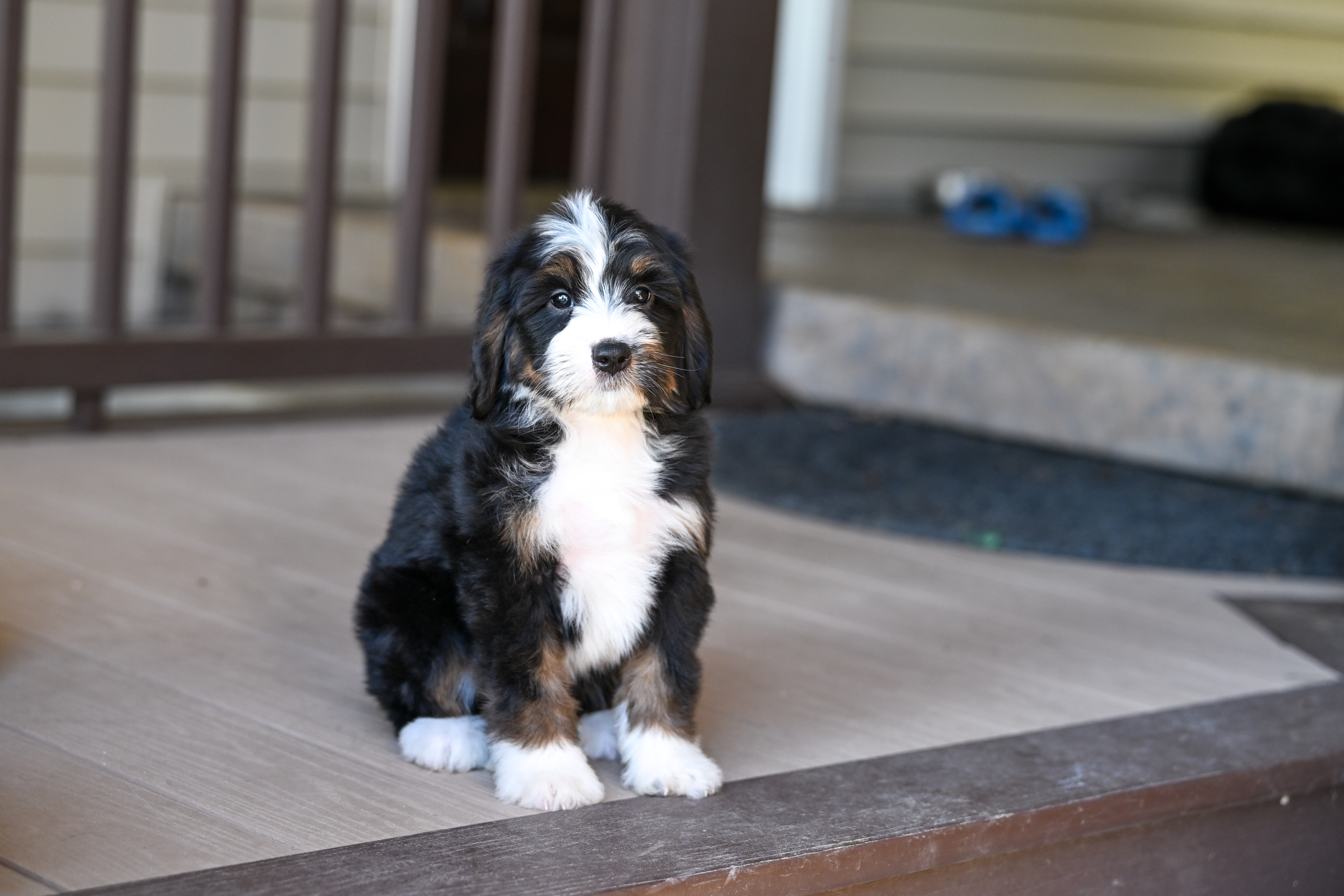 Laura, Tri Colored Mini Bernedoodle puppy