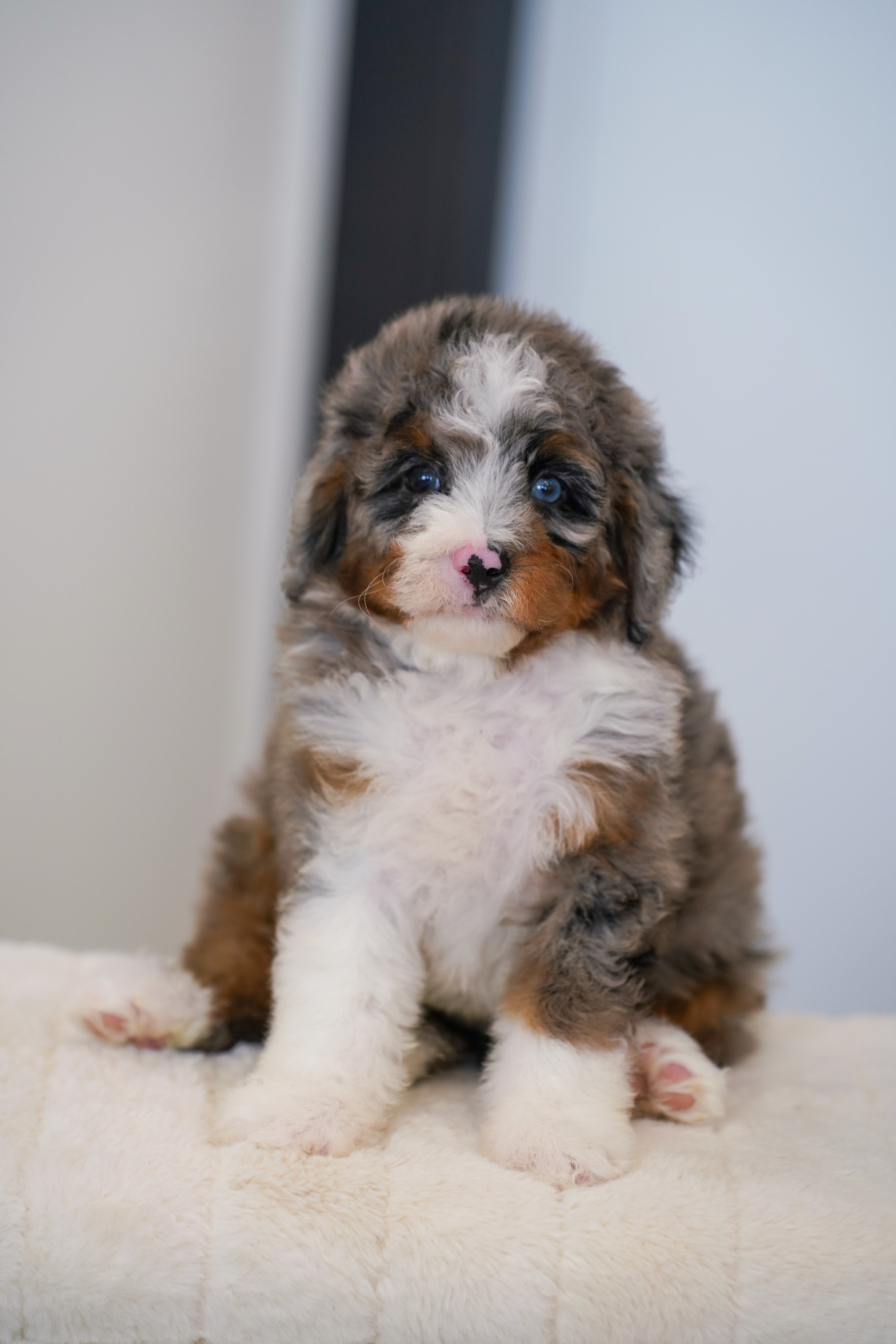 Ena, Merle Tri Colored, girl, Mini Bernedoodle, puppy at Down Home Doodle